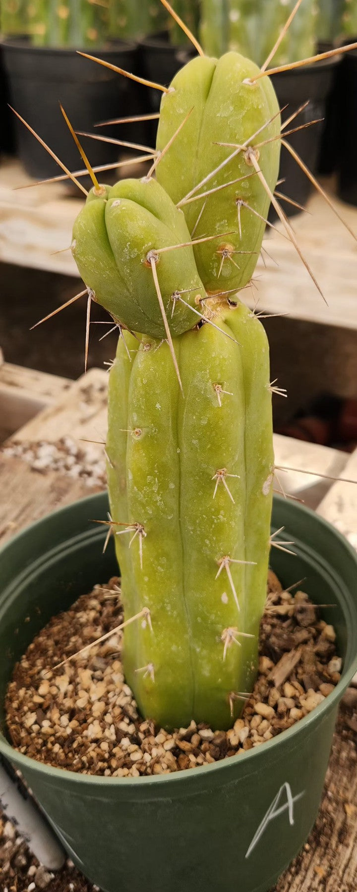 #EC09 EXACT Trichocereus "Jiimz" Bridgesii 4 Rib Wind Cactus Specimens-Cactus - Large - Exact-The Succulent Source