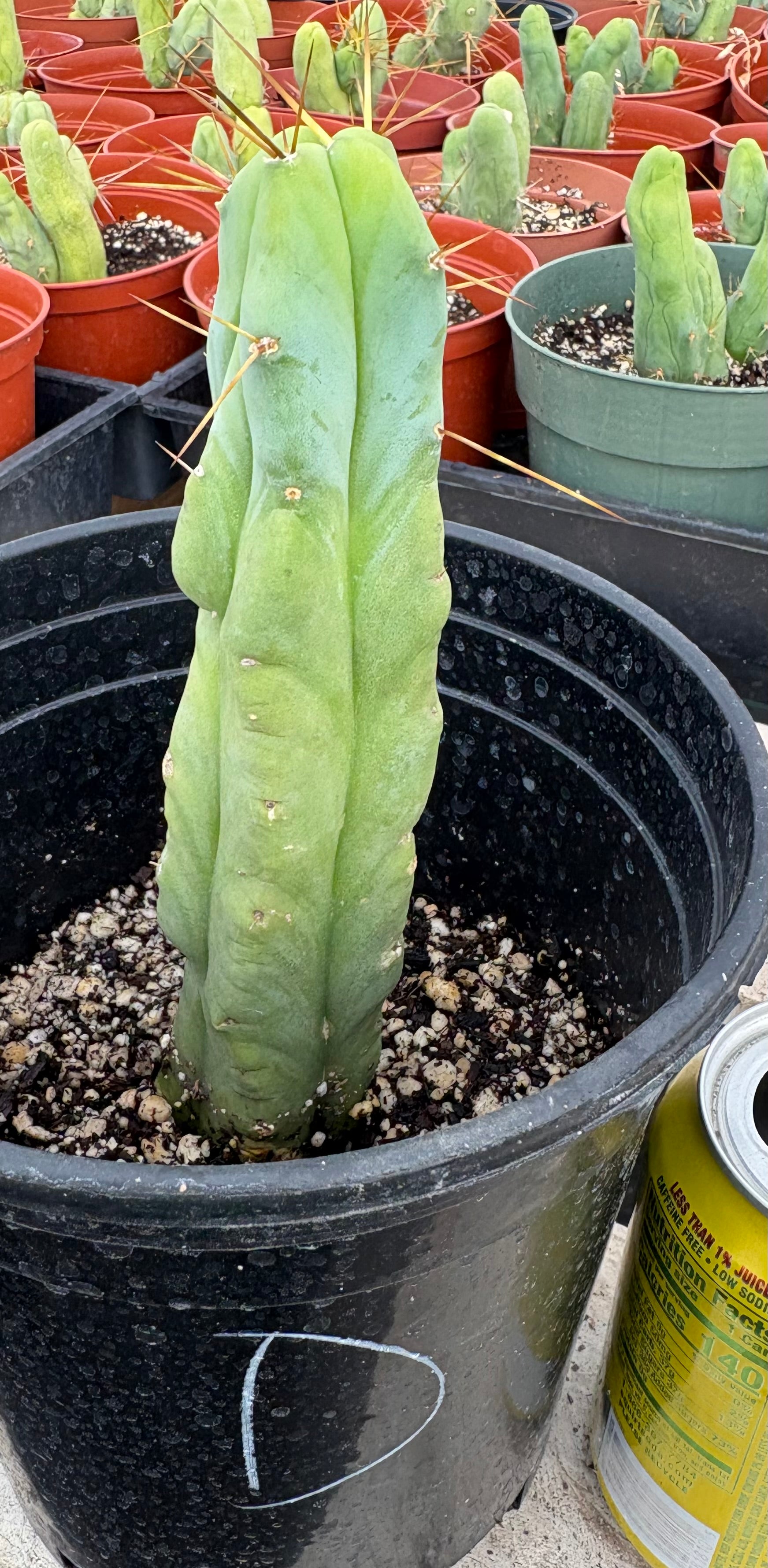 #EC09 EXACT Trichocereus "Jiimz" Bridgesii 4 Rib Wind Cactus Specimens-Cactus - Large - Exact-The Succulent Source