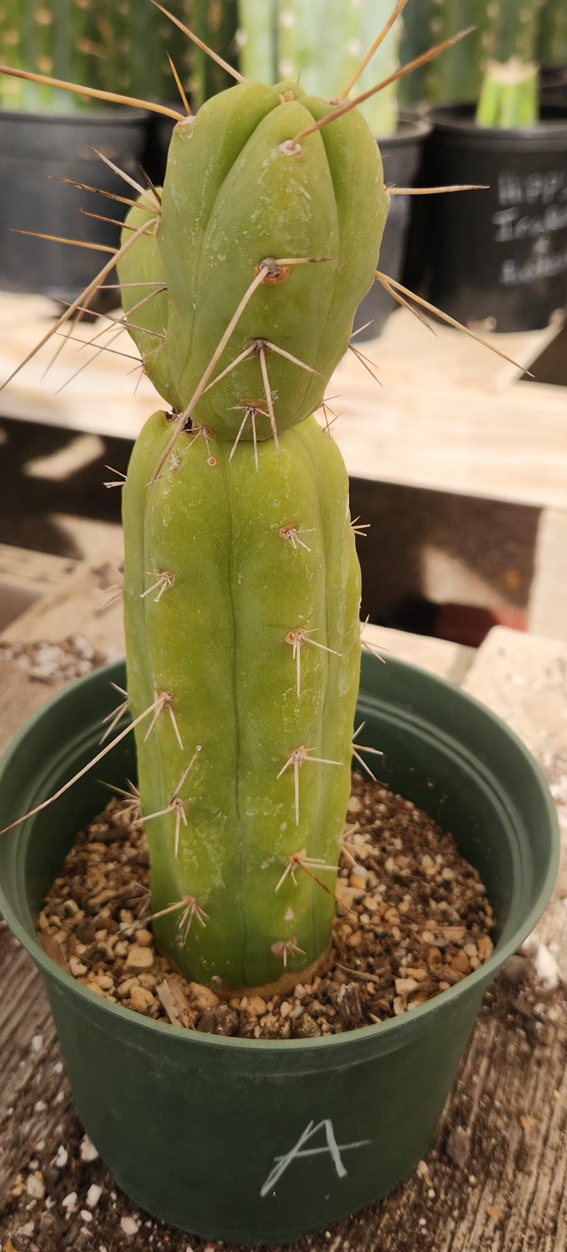 #EC09 EXACT Trichocereus "Jiimz" Bridgesii 4 Rib Wind Cactus Specimens-Cactus - Large - Exact-The Succulent Source