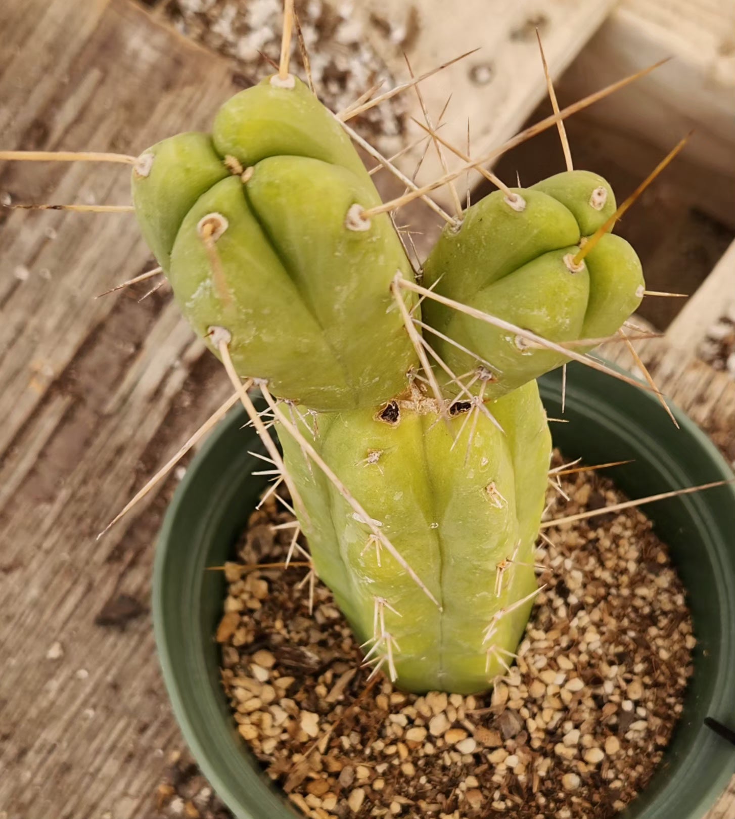 #EC09 EXACT Trichocereus "Jiimz" Bridgesii 4 Rib Wind Cactus Specimens-Cactus - Large - Exact-The Succulent Source