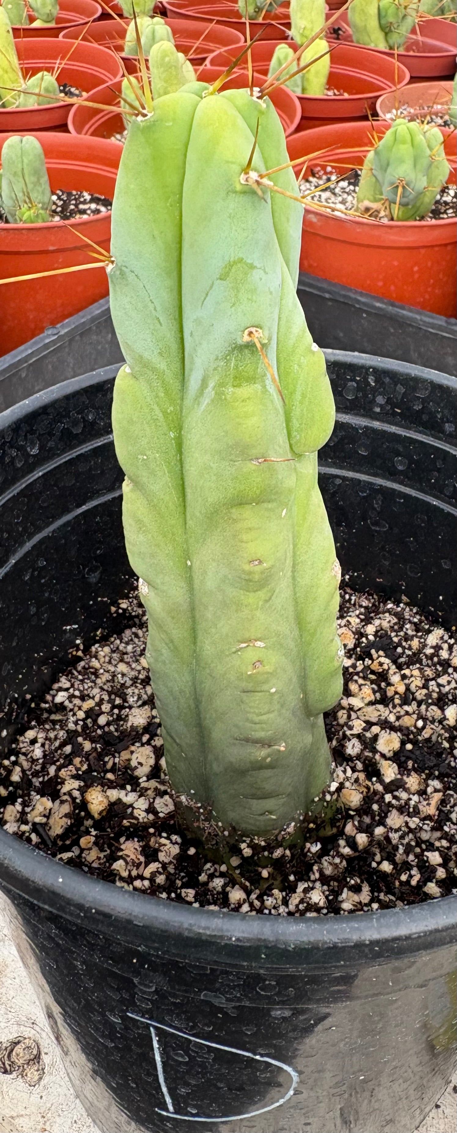 #EC09 EXACT Trichocereus "Jiimz" Bridgesii 4 Rib Wind Cactus Specimens-Cactus - Large - Exact-The Succulent Source