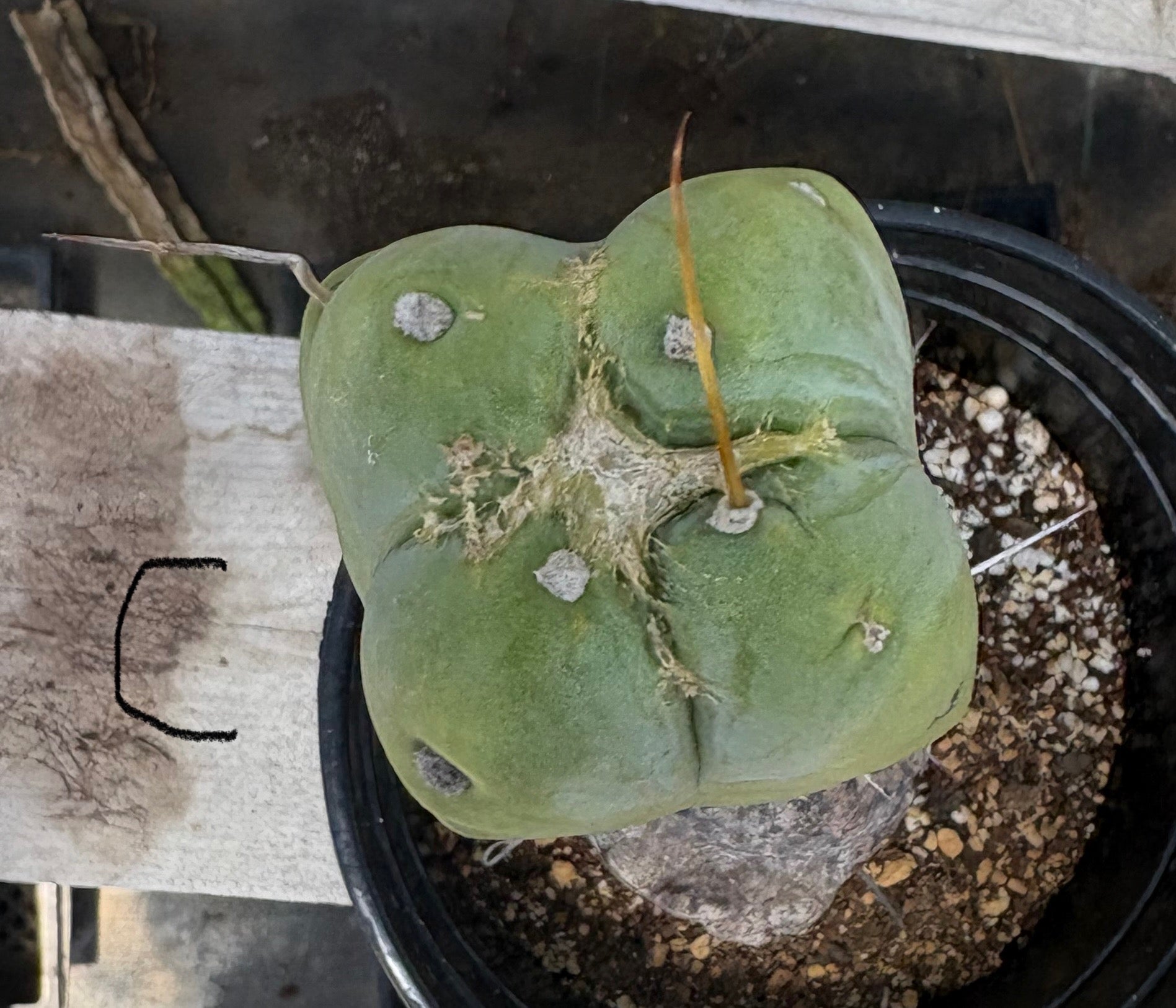 #EC09 EXACT Trichocereus "Jiimz" Bridgesii 4 Rib Wind Cactus Specimens-Cactus - Large - Exact-The Succulent Source