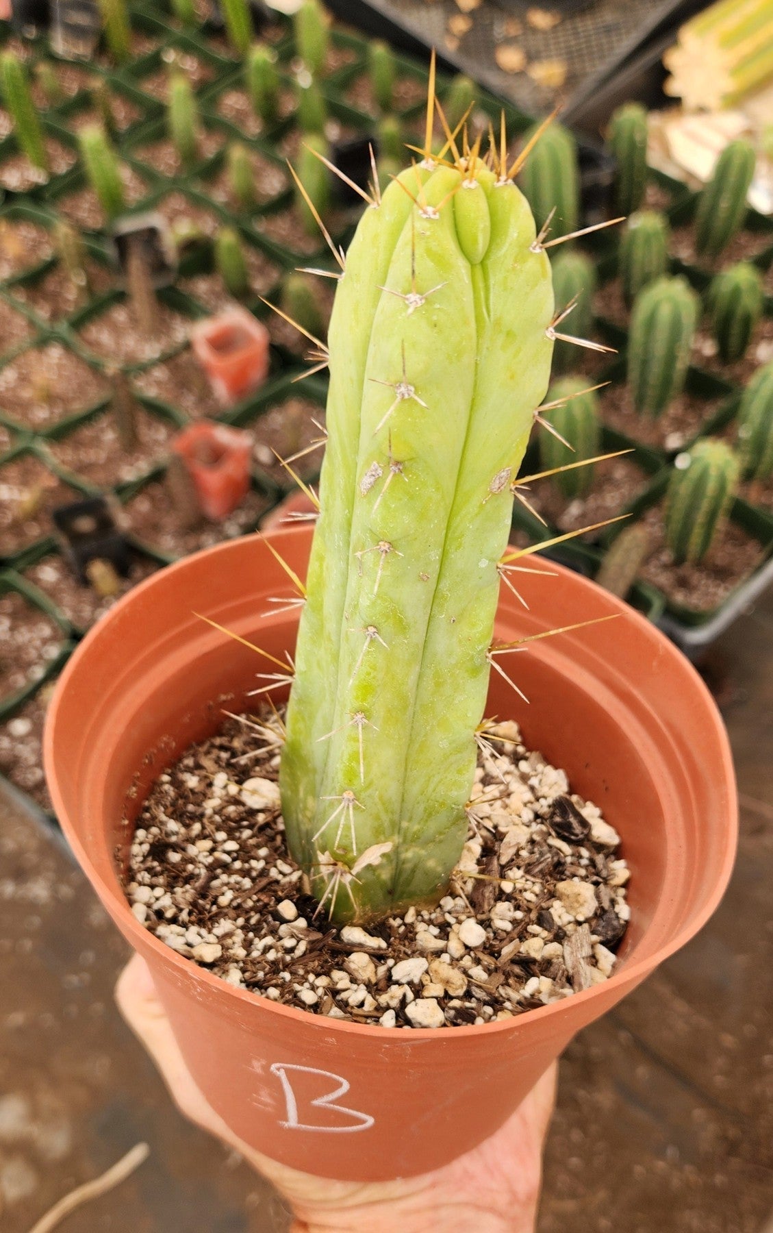 #EC09 EXACT Trichocereus "Jiimz" Bridgesii 4 Rib Wind Cactus Specimens-Cactus - Large - Exact-The Succulent Source