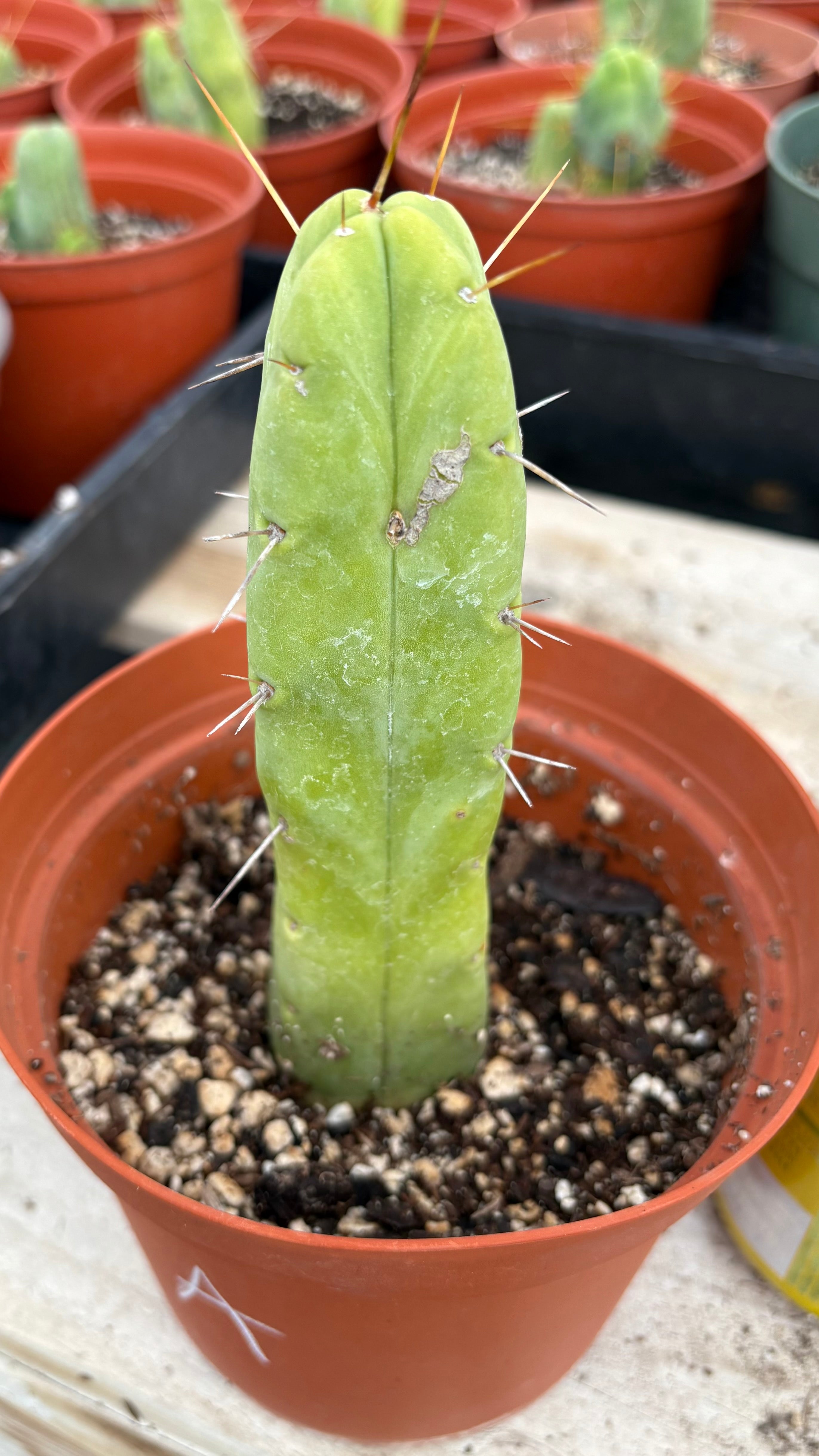 #EC09 EXACT Trichocereus "Jiimz" Bridgesii 4 Rib Wind Cactus Specimens-Cactus - Large - Exact-The Succulent Source