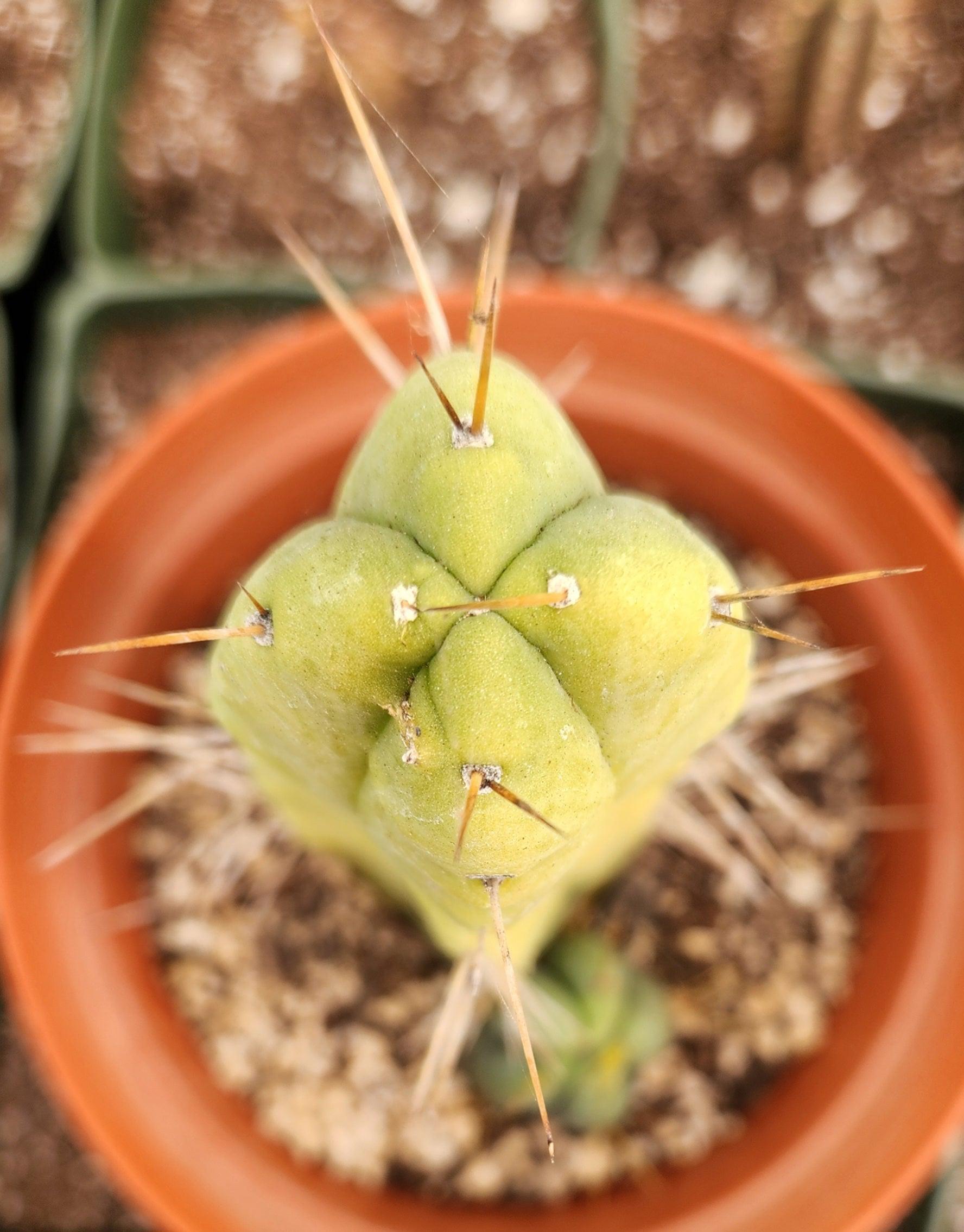 #EC09 EXACT Trichocereus "Jiimz" Bridgesii 4 Rib Wind Cactus Specimens-Cactus - Large - Exact-The Succulent Source