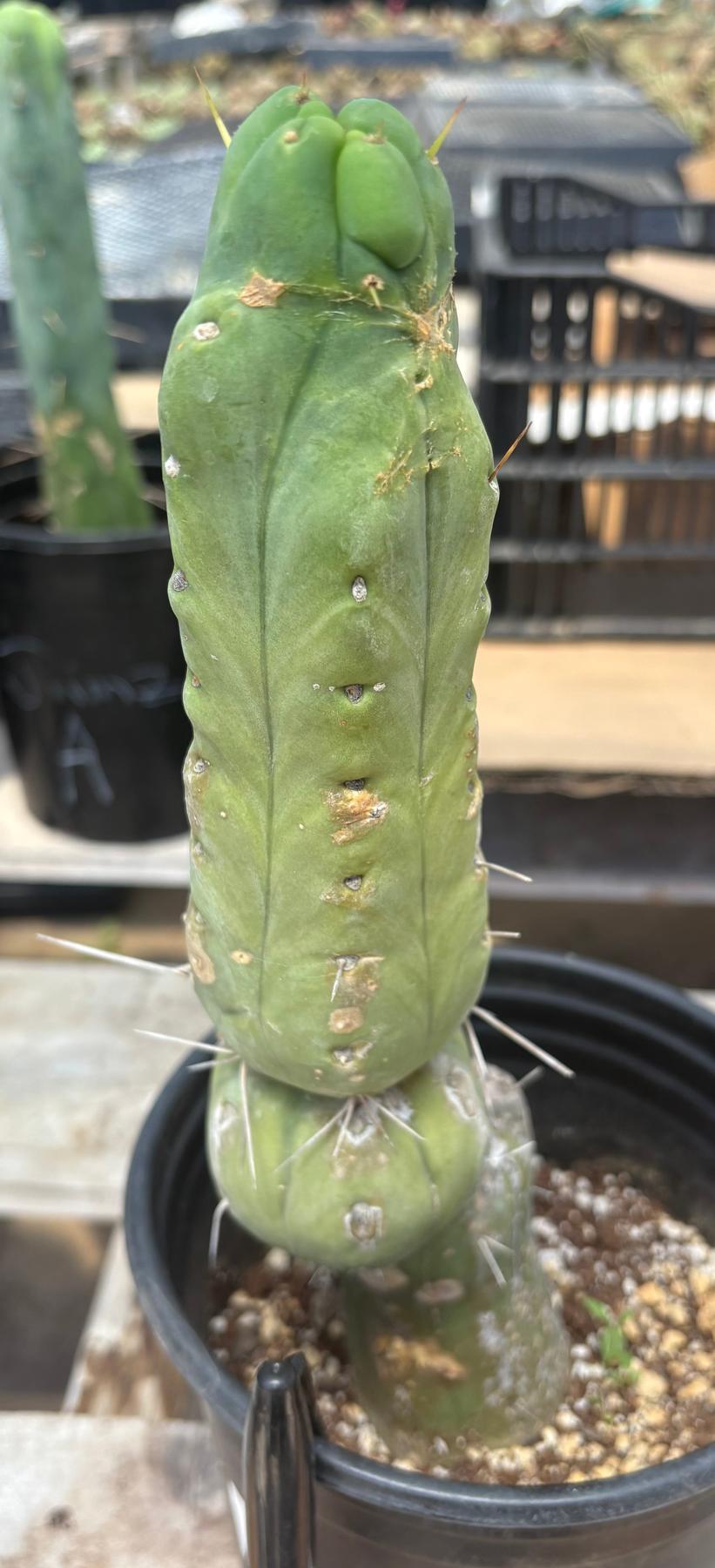 #EC09 EXACT Trichocereus "Jiimz" Bridgesii 4 Rib Wind Cactus Specimens-Cactus - Large - Exact-The Succulent Source