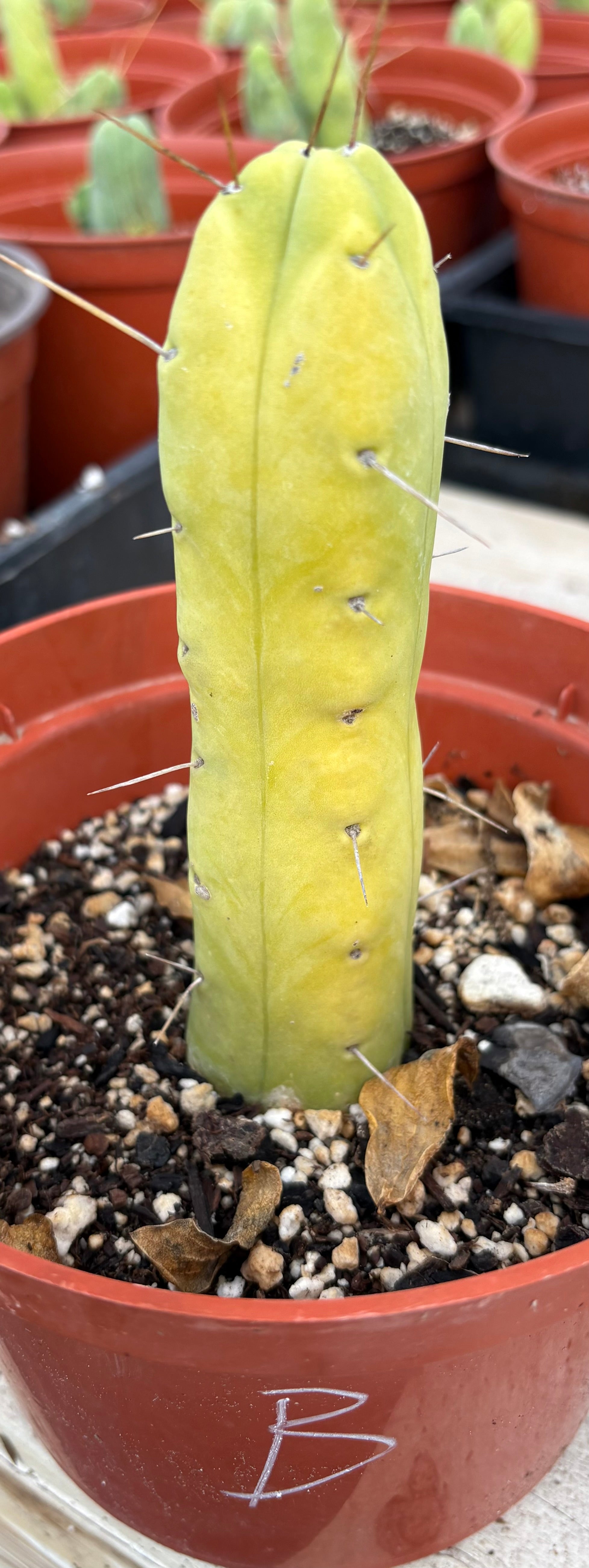 #EC09 EXACT Trichocereus "Jiimz" Bridgesii 4 Rib Wind Cactus Specimens-Cactus - Large - Exact-The Succulent Source