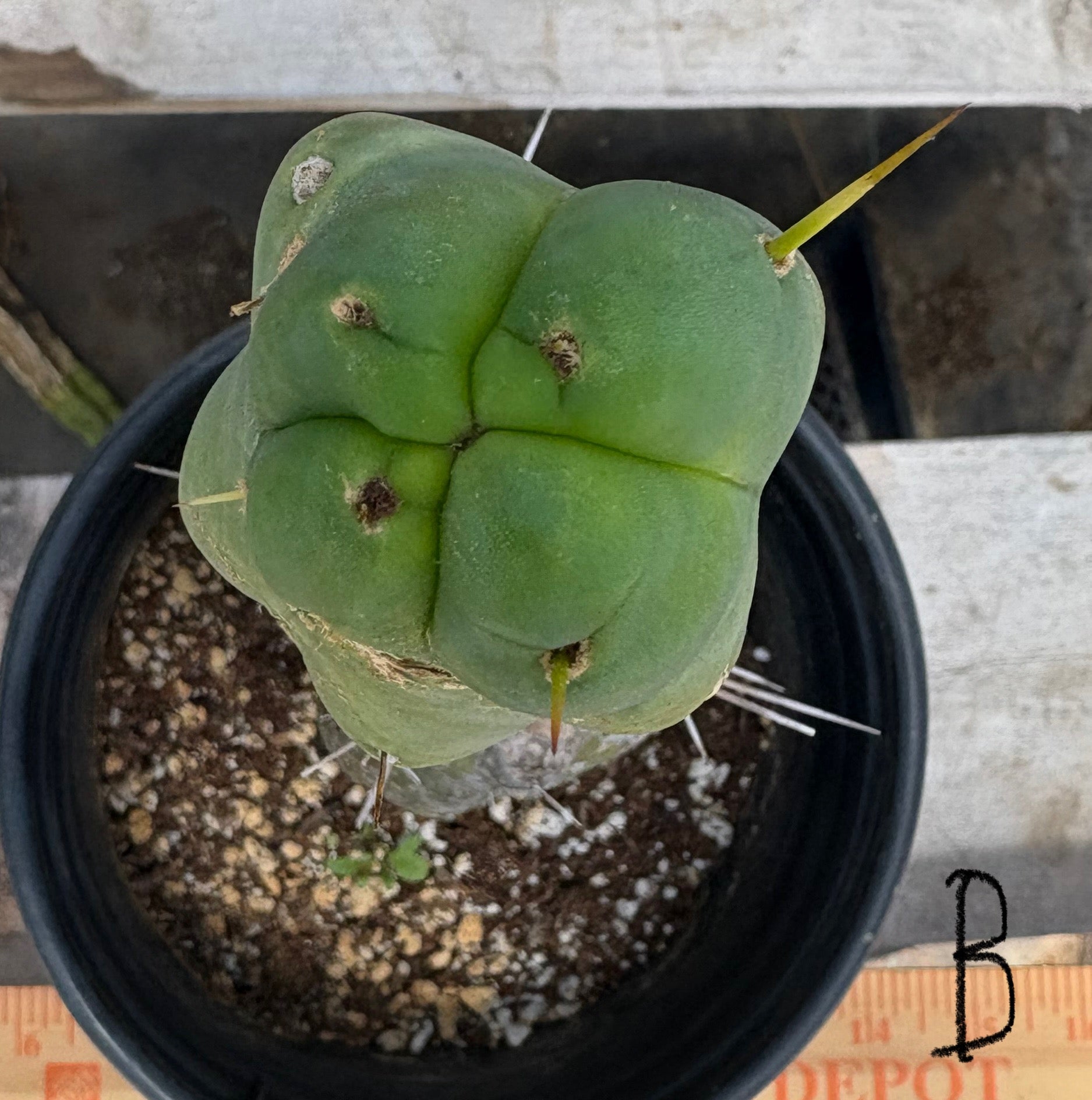 #EC09 EXACT Trichocereus "Jiimz" Bridgesii 4 Rib Wind Cactus Specimens-Cactus - Large - Exact-The Succulent Source