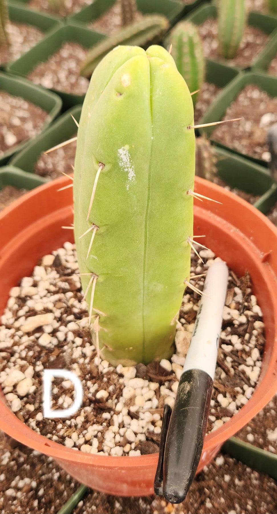 #EC09 EXACT Trichocereus "Jiimz" Bridgesii 4 Rib Wind Cactus Specimens-Cactus - Large - Exact-The Succulent Source