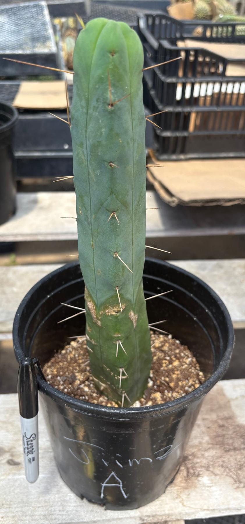 #EC09 EXACT Trichocereus "Jiimz" Bridgesii 4 Rib Wind Cactus Specimens-Cactus - Large - Exact-The Succulent Source