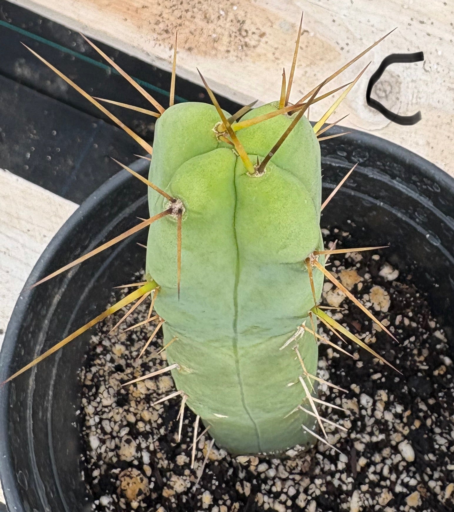 #EC09 EXACT Trichocereus "Jiimz" Bridgesii 4 Rib Wind Cactus Specimens-Cactus - Large - Exact-The Succulent Source