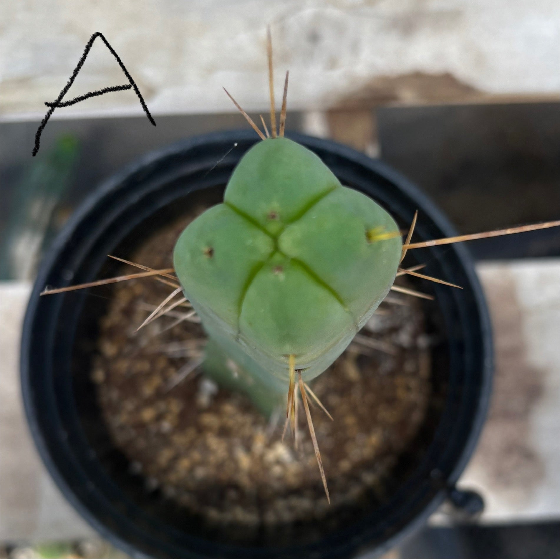 #EC09 EXACT Trichocereus "Jiimz" Bridgesii 4 Rib Wind Cactus Specimens-Cactus - Large - Exact-The Succulent Source
