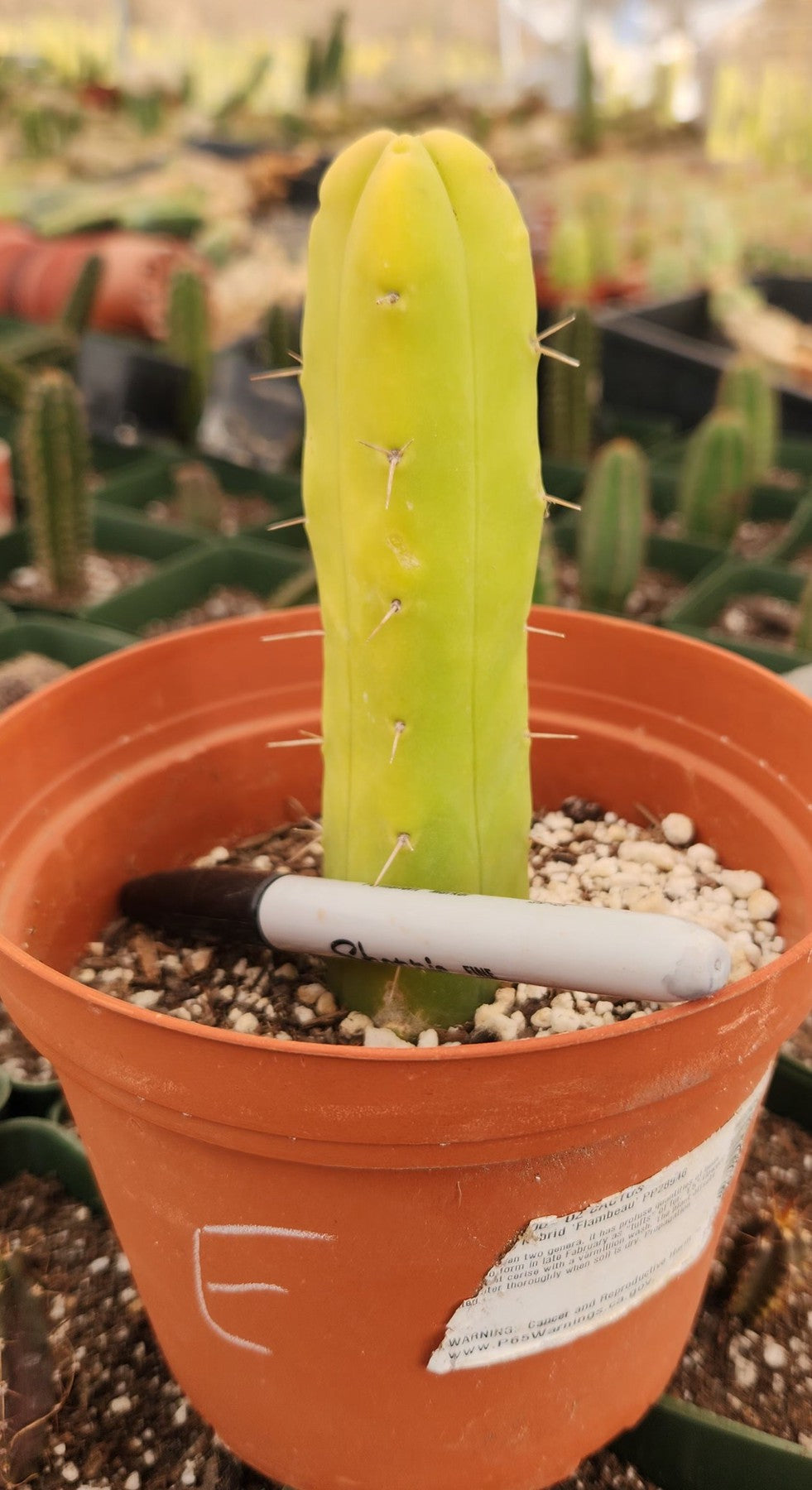 #EC09 EXACT Trichocereus "Jiimz" Bridgesii 4 Rib Wind Cactus Specimens-Cactus - Large - Exact-The Succulent Source