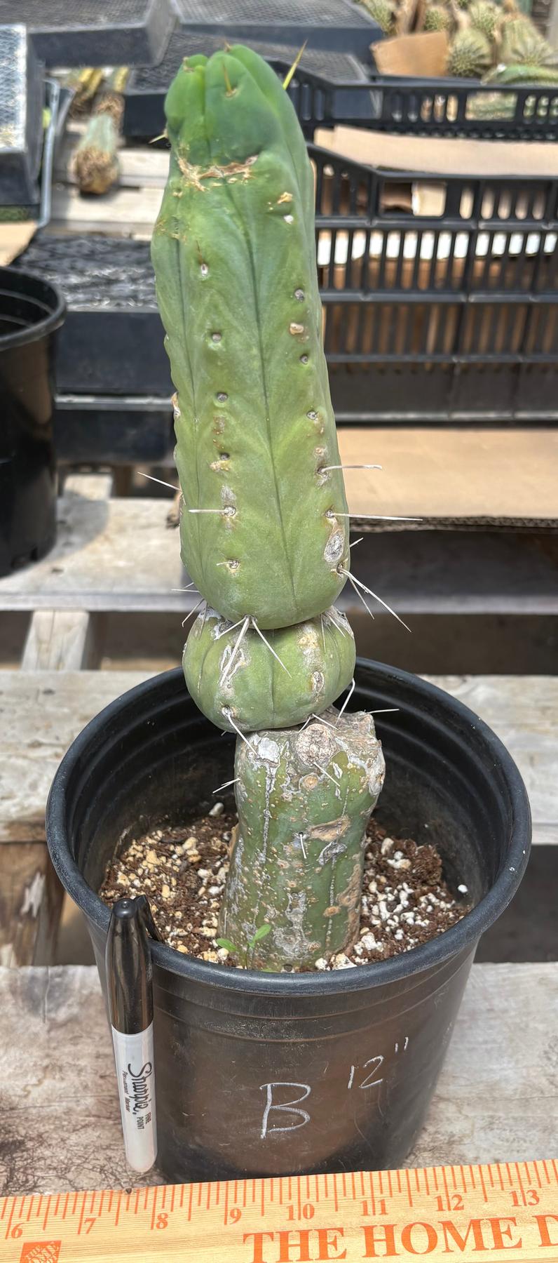#EC09 EXACT Trichocereus "Jiimz" Bridgesii 4 Rib Wind Cactus Specimens-Cactus - Large - Exact-The Succulent Source