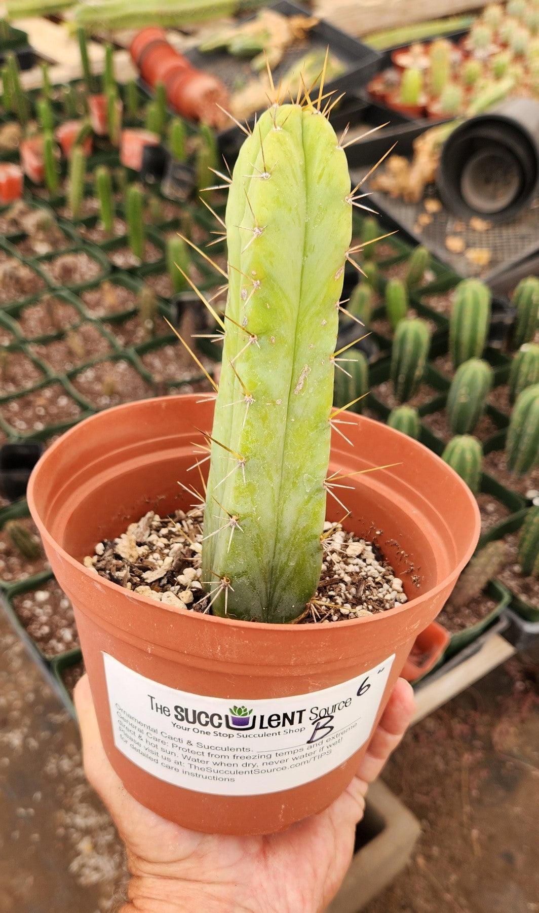 #EC09 EXACT Trichocereus "Jiimz" Bridgesii 4 Rib Wind Cactus Specimens-Cactus - Large - Exact-The Succulent Source