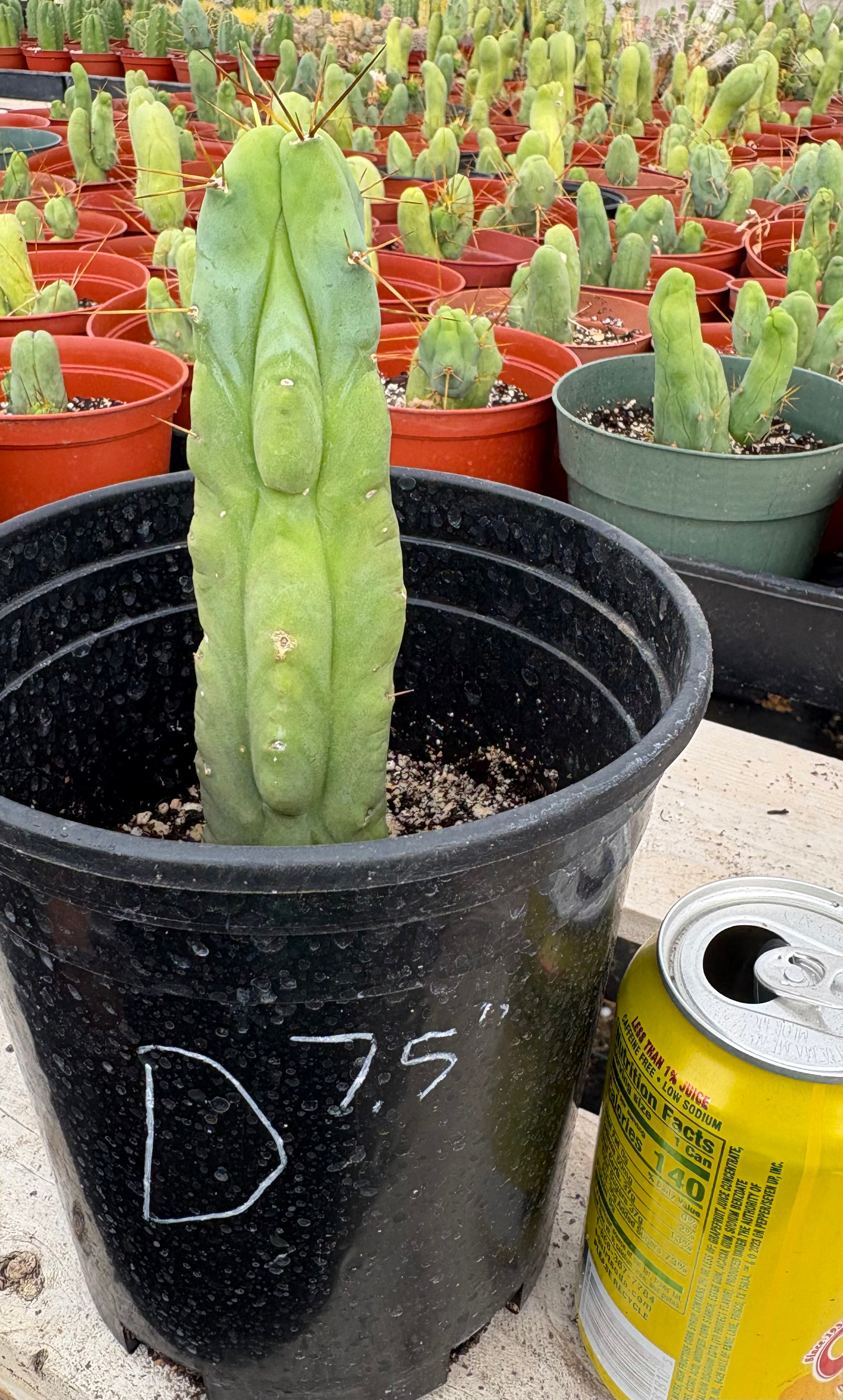 #EC09 EXACT Trichocereus "Jiimz" Bridgesii 4 Rib Wind Cactus Specimens-Cactus - Large - Exact-The Succulent Source