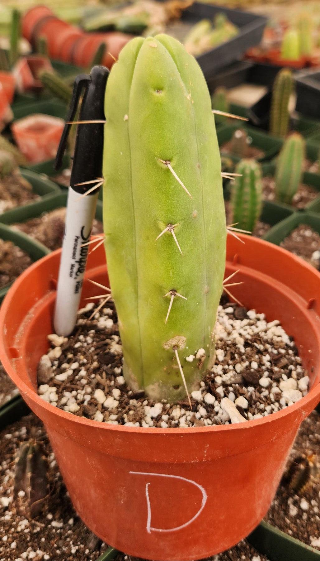 #EC09 EXACT Trichocereus "Jiimz" Bridgesii 4 Rib Wind Cactus Specimens-Cactus - Large - Exact-The Succulent Source