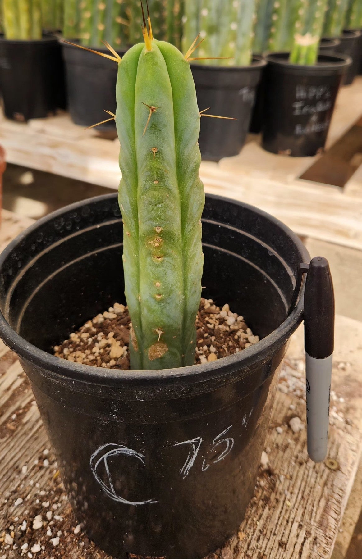 #EC09 EXACT Trichocereus "Jiimz" Bridgesii 4 Rib Wind Cactus Specimens-Cactus - Large - Exact-The Succulent Source