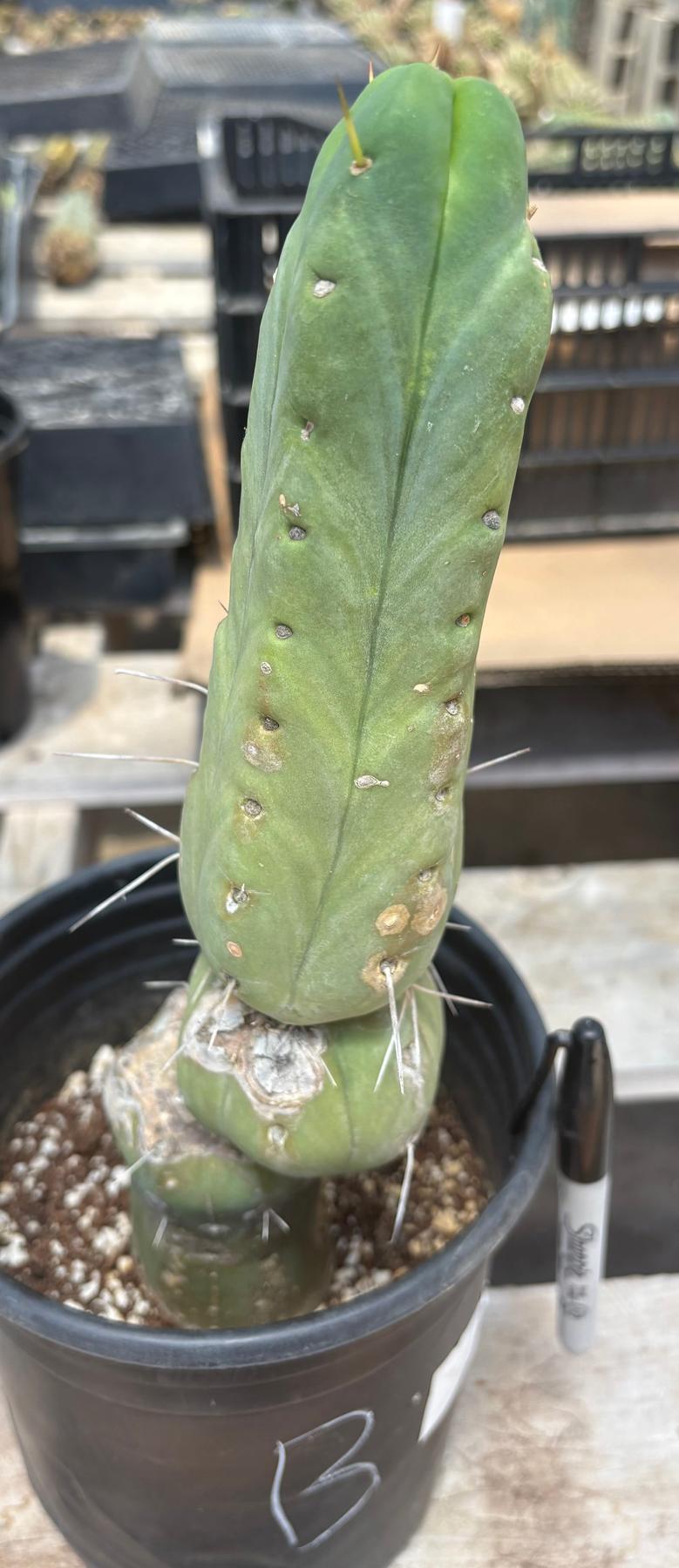 #EC09 EXACT Trichocereus "Jiimz" Bridgesii 4 Rib Wind Cactus Specimens-Cactus - Large - Exact-The Succulent Source