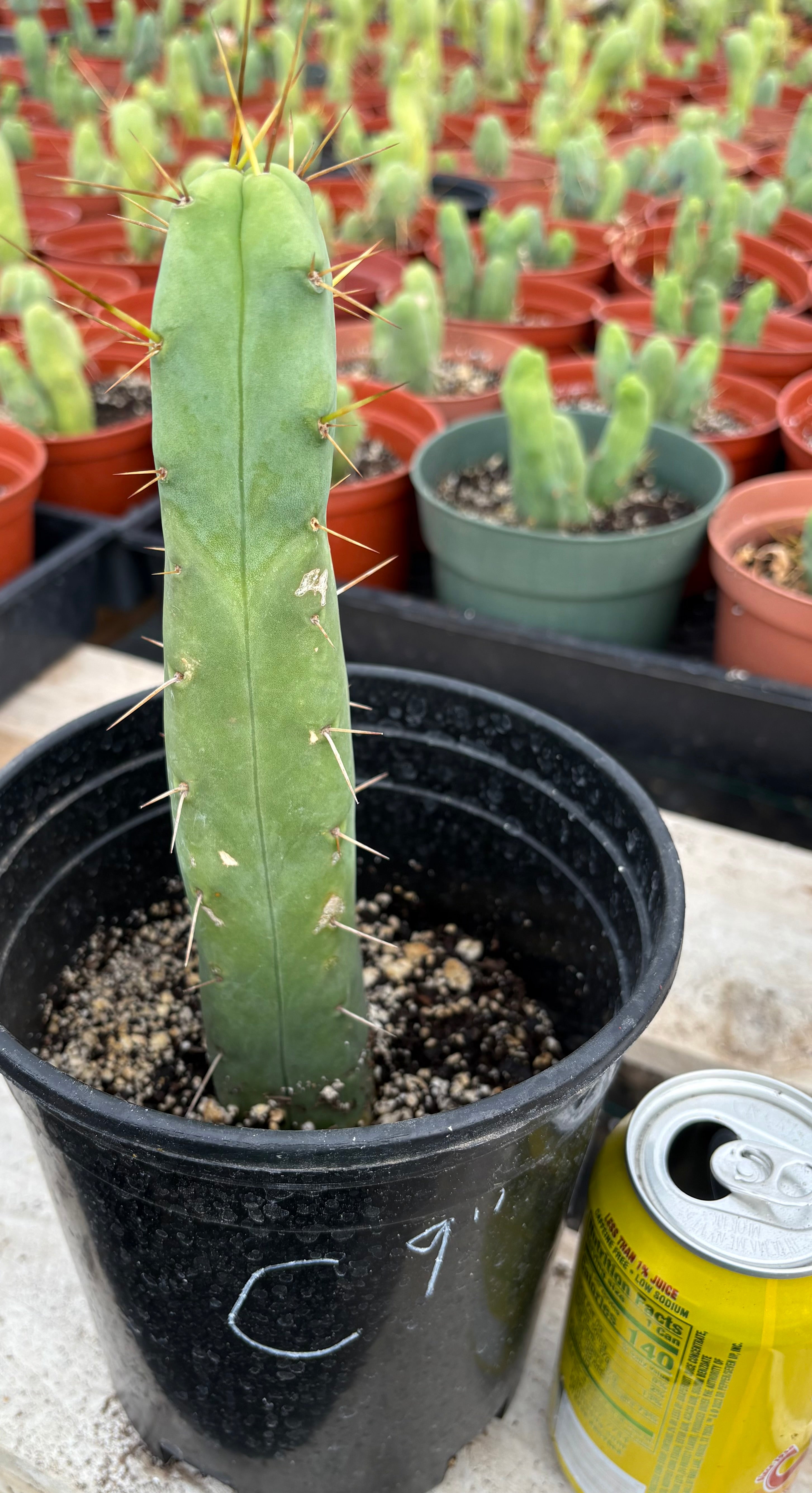 #EC09 EXACT Trichocereus "Jiimz" Bridgesii 4 Rib Wind Cactus Specimens-Cactus - Large - Exact-The Succulent Source