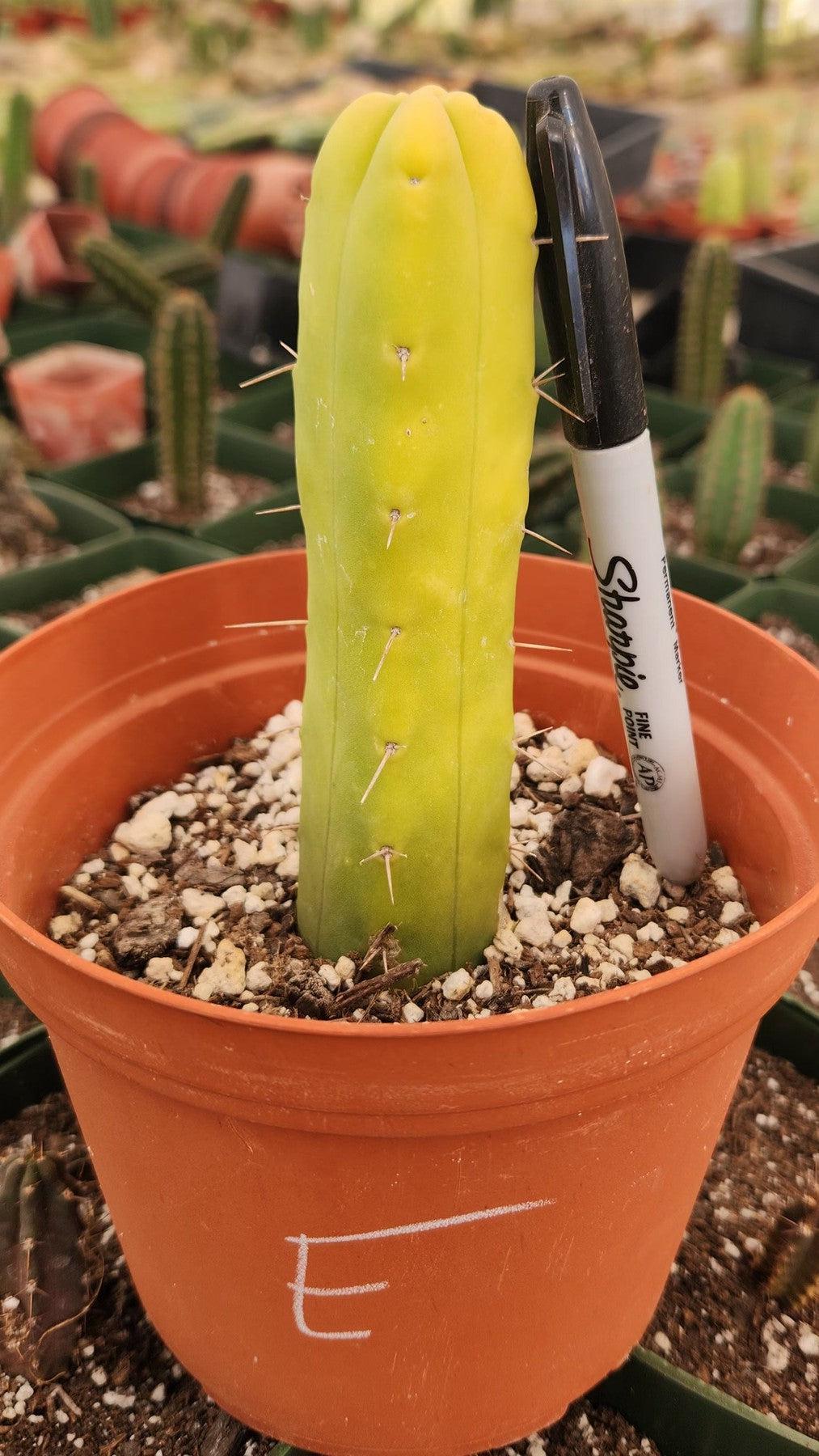 #EC09 EXACT Trichocereus "Jiimz" Bridgesii 4 Rib Wind Cactus Specimens-Cactus - Large - Exact-The Succulent Source