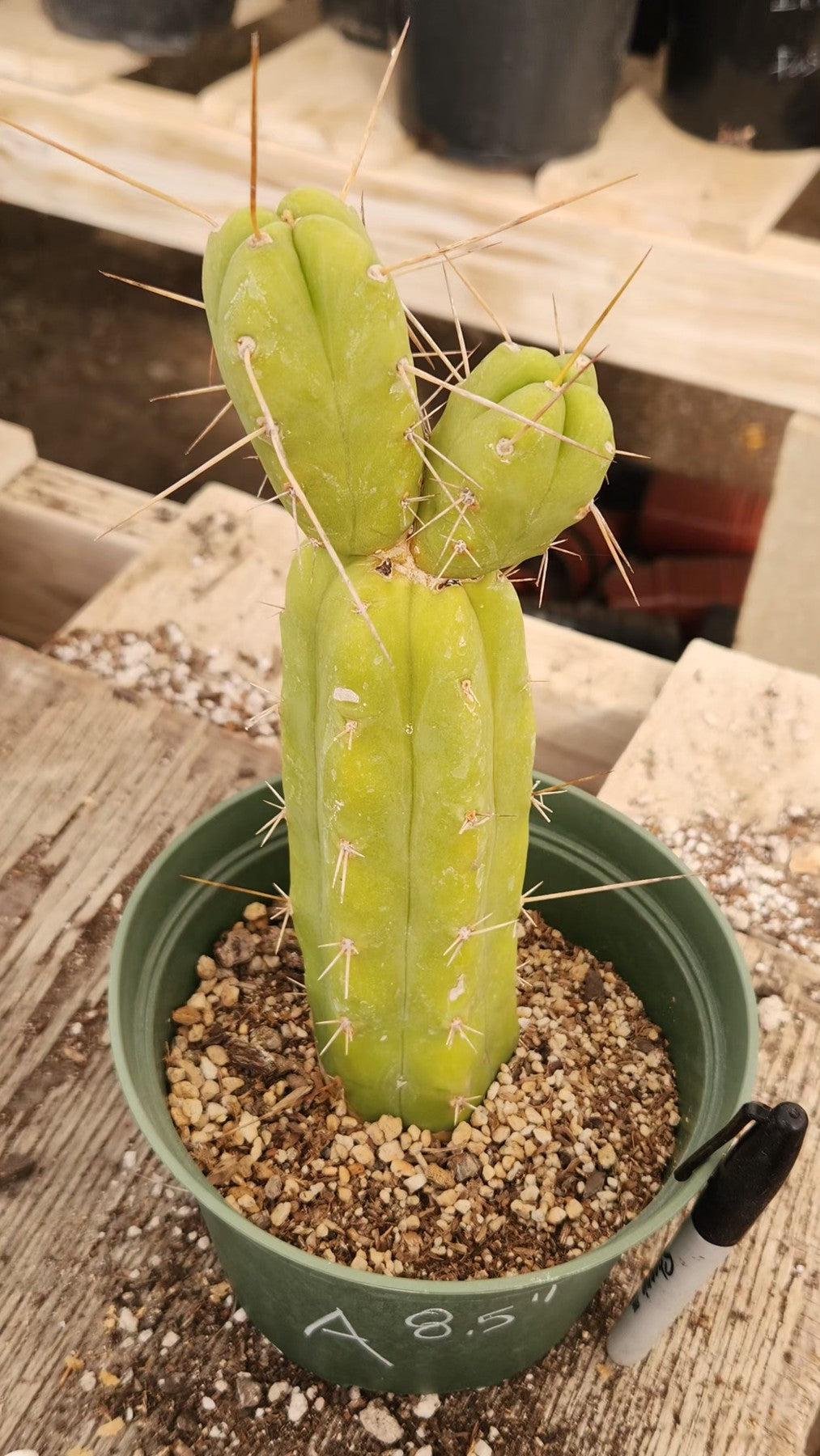 #EC09 EXACT Trichocereus "Jiimz" Bridgesii 4 Rib Wind Cactus Specimens-Cactus - Large - Exact-The Succulent Source