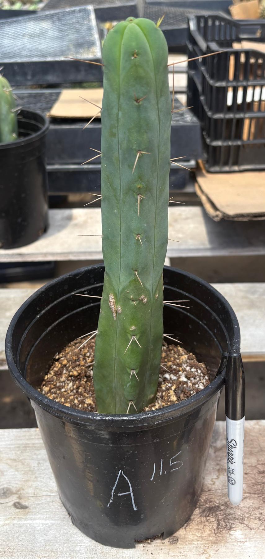 #EC09 EXACT Trichocereus "Jiimz" Bridgesii 4 Rib Wind Cactus Specimens-Cactus - Large - Exact-The Succulent Source