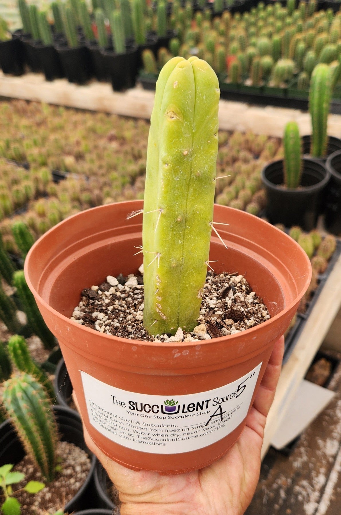 #EC09 EXACT Trichocereus "Jiimz" Bridgesii 4 Rib Wind Cactus Specimens-Cactus - Large - Exact-The Succulent Source