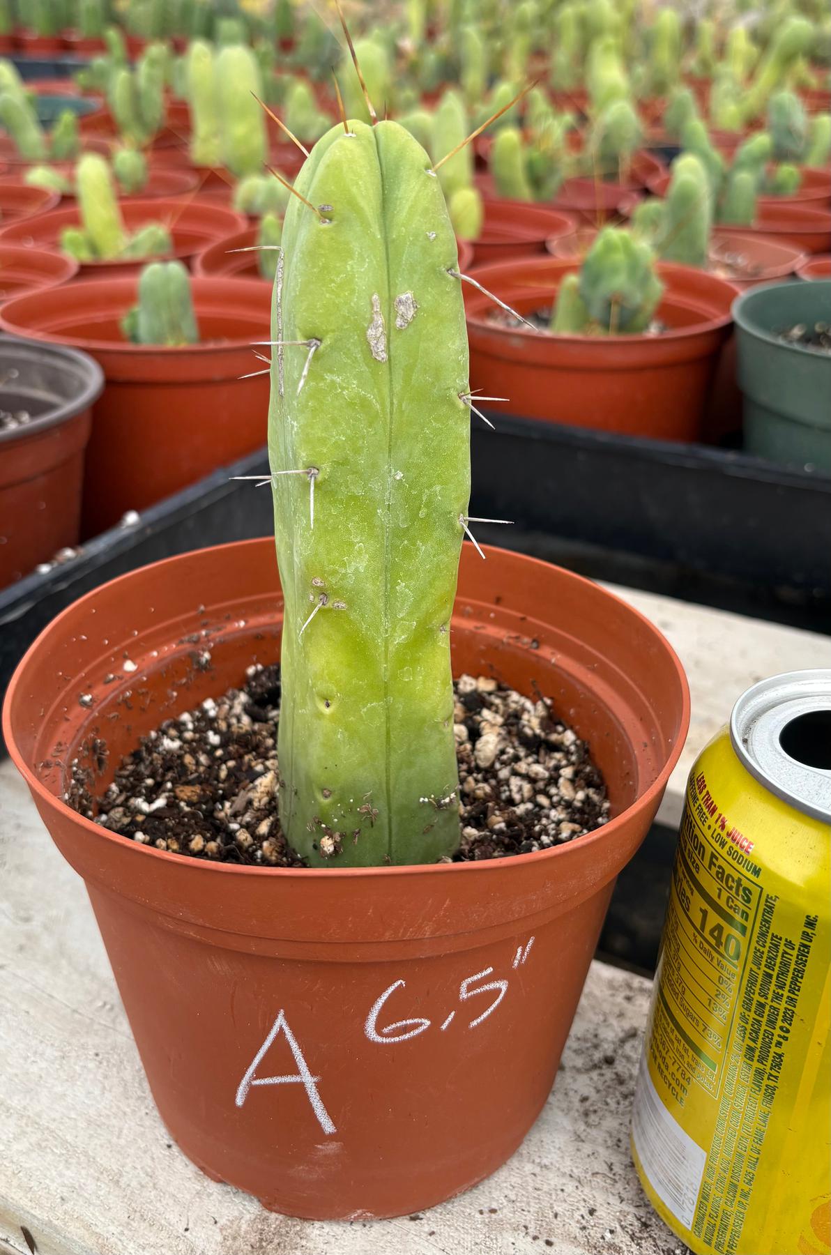 #EC09 EXACT Trichocereus "Jiimz" Bridgesii 4 Rib Wind Cactus Specimens-Cactus - Large - Exact-The Succulent Source