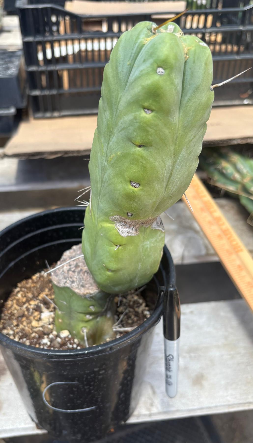 #EC09 EXACT Trichocereus "Jiimz" Bridgesii 4 Rib Wind Cactus Specimens-Cactus - Large - Exact-The Succulent Source