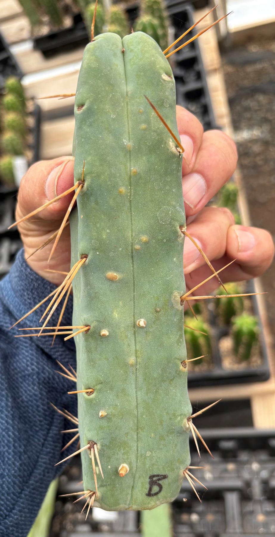 #EC09 Trichocereus "Jiimz” Four Rib Wind Bridgesii Cactus Specimens-Cactus - Large - Exact-The Succulent Source