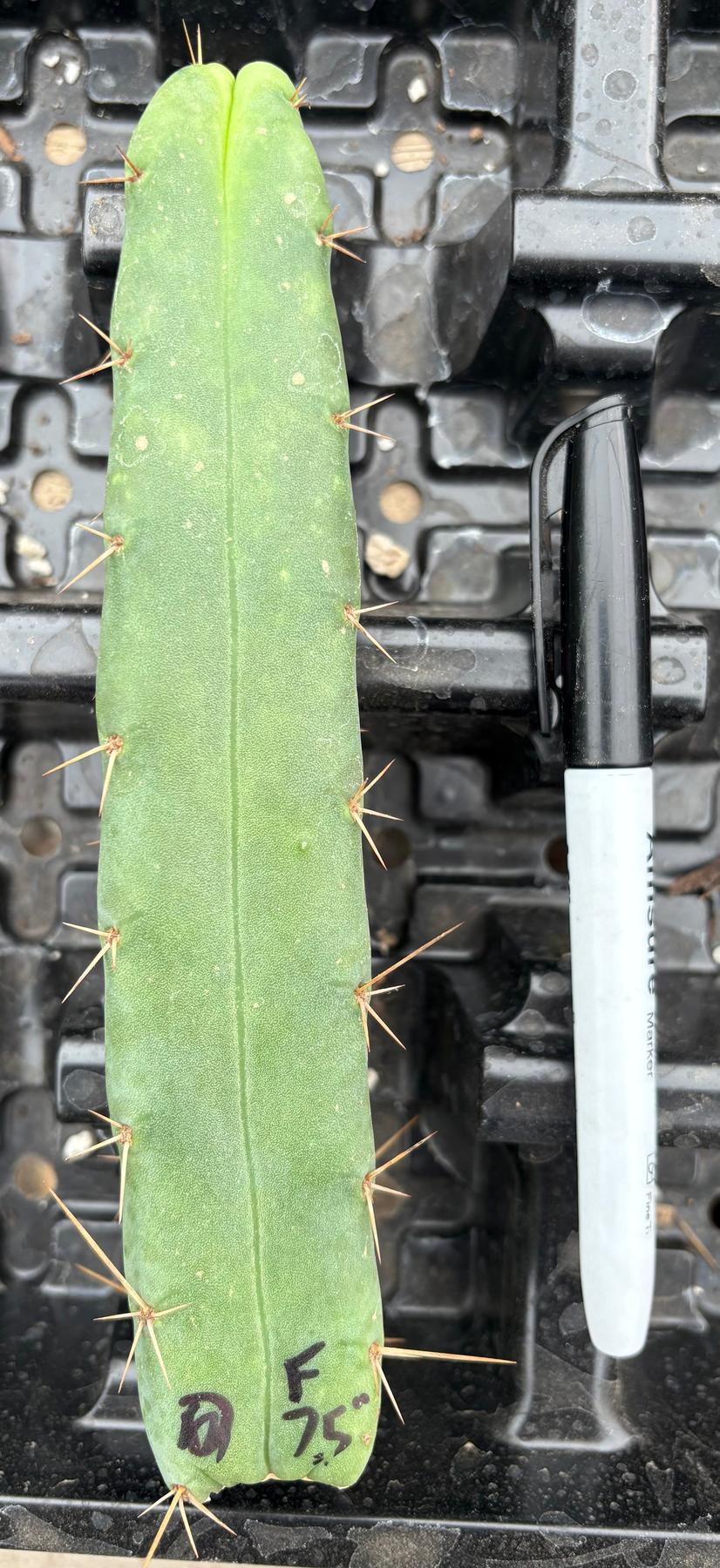 #EC09 Trichocereus "Jiimz” Four Rib Wind Bridgesii Cactus Specimens-Cactus - Large - Exact-The Succulent Source