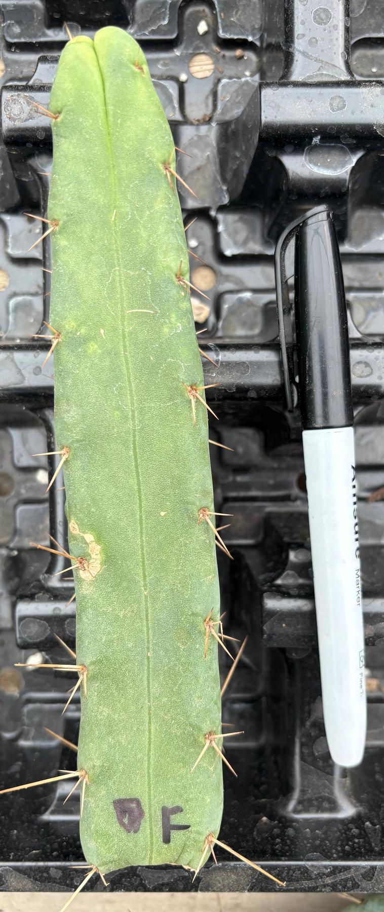#EC09 Trichocereus "Jiimz” Four Rib Wind Bridgesii Cactus Specimens-Cactus - Large - Exact-The Succulent Source