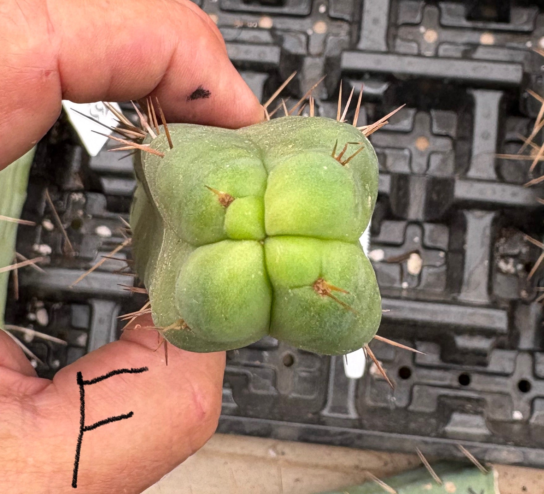 #EC09 Trichocereus "Jiimz” Four Rib Wind Bridgesii Cactus Specimens-Cactus - Large - Exact-The Succulent Source