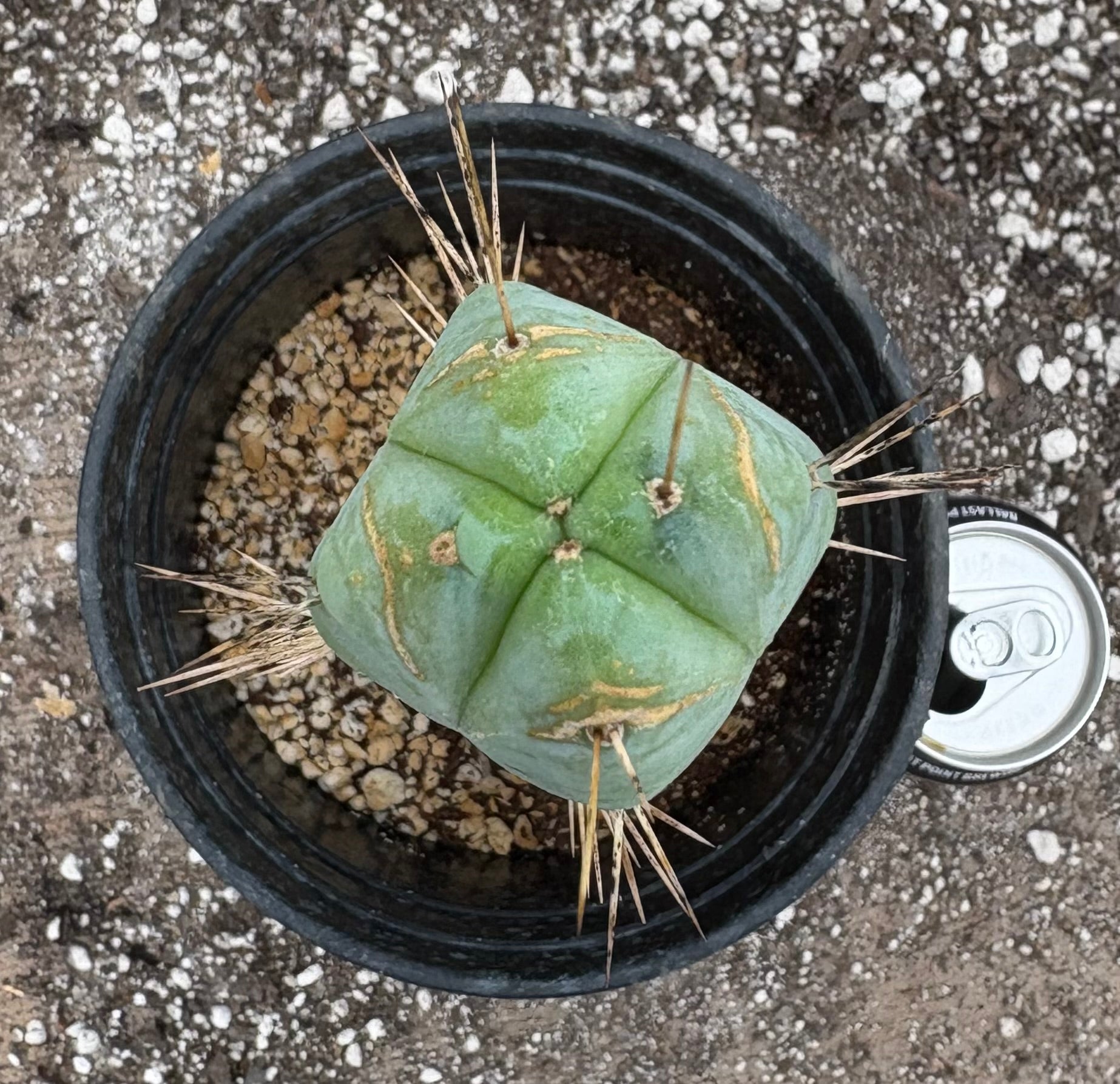 San Pedro Cactus for Sale Trichocereus - #EC09 Trichocereus 