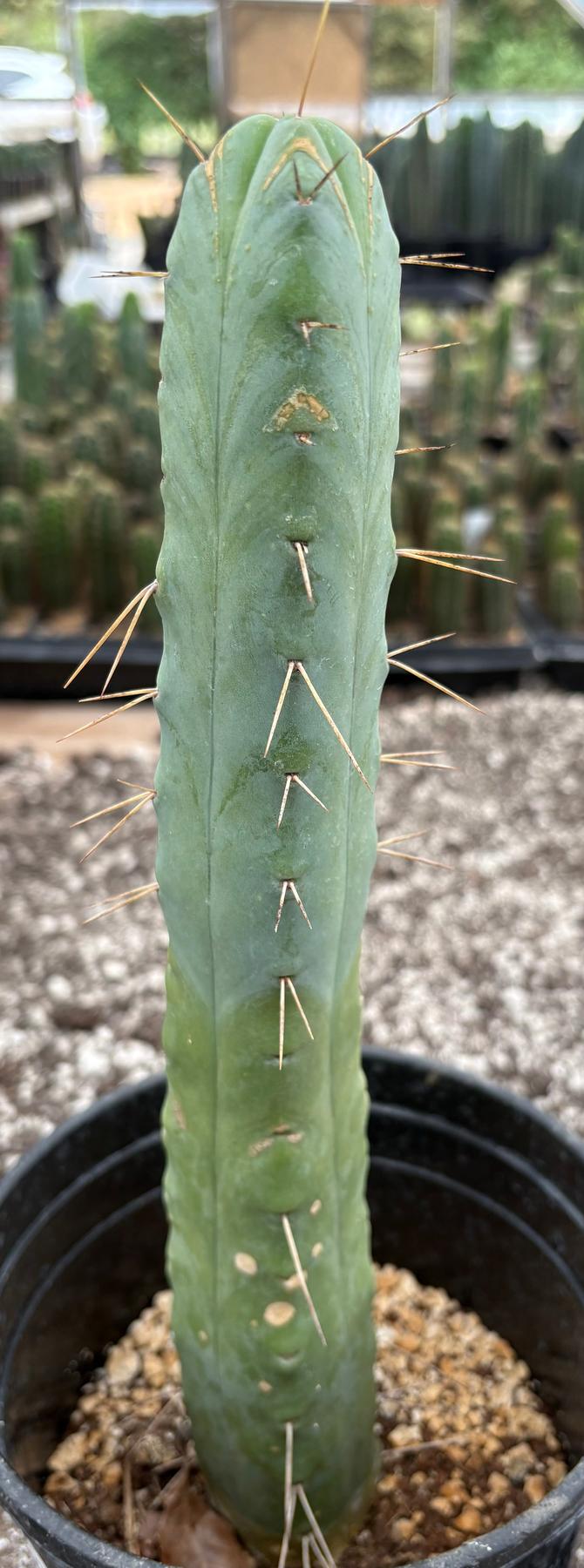 #EC09 Trichocereus "Jiimz” Four Rib Wind Bridgesii Cactus Specimens-Cactus - Large - Exact-The Succulent Source