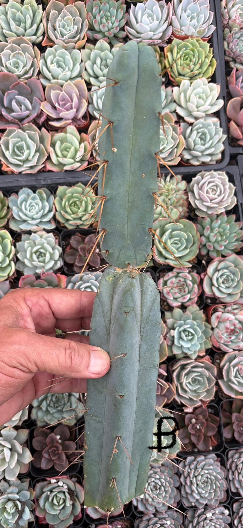 #EC09 Trichocereus "Jiimz” Four Rib Wind Bridgesii Cactus Specimens-Cactus - Large - Exact-The Succulent Source