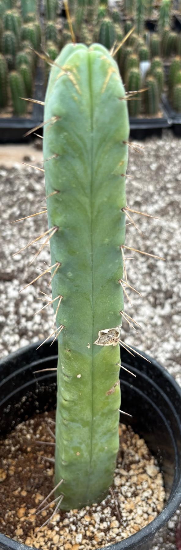 #EC09 Trichocereus "Jiimz” Four Rib Wind Bridgesii Cactus Specimens-Cactus - Large - Exact-The Succulent Source