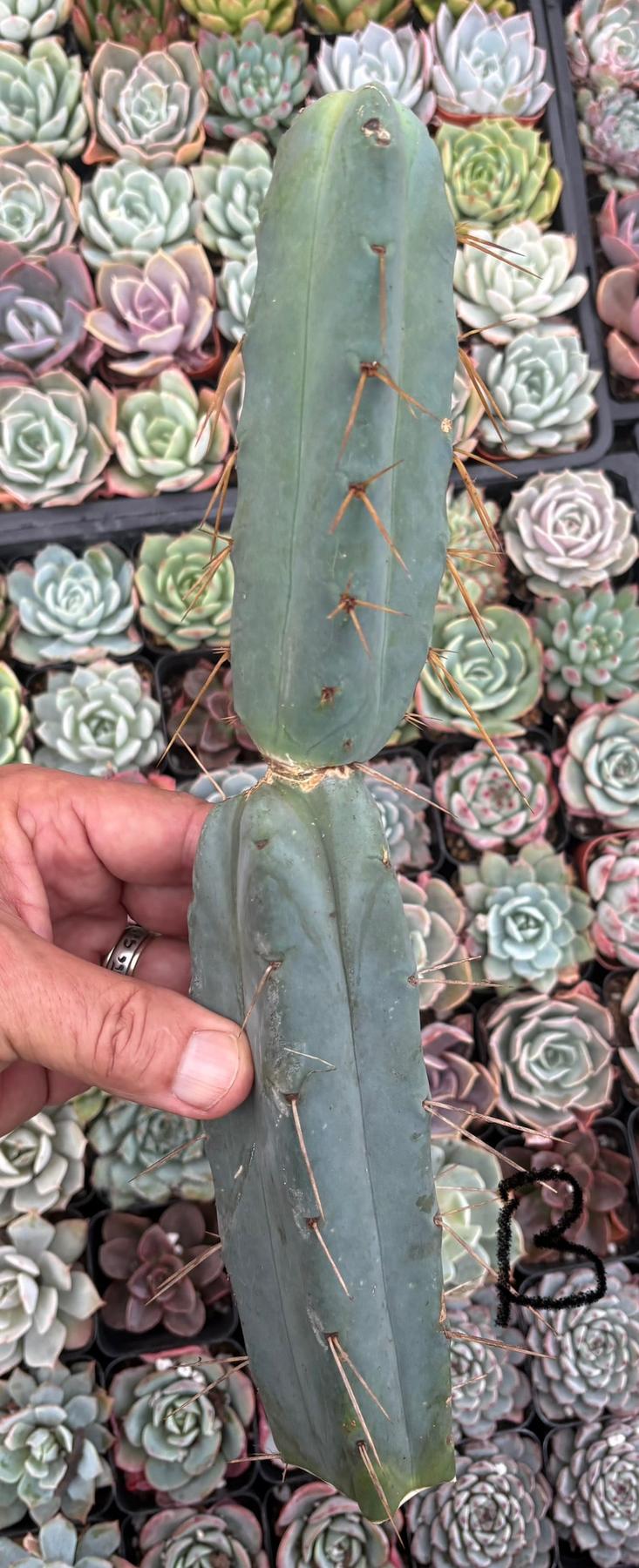 #EC09 Trichocereus "Jiimz” Four Rib Wind Bridgesii Cactus Specimens-Cactus - Large - Exact-The Succulent Source