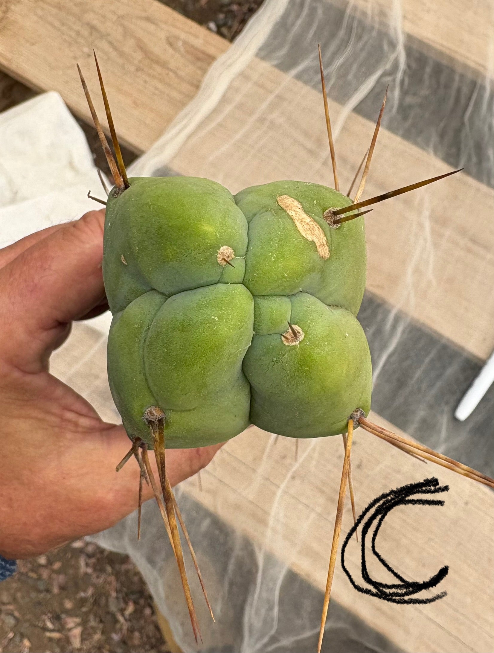 #EC09 Trichocereus "Jiimz” Four Rib Wind Bridgesii Cactus Specimens-Cactus - Large - Exact-The Succulent Source