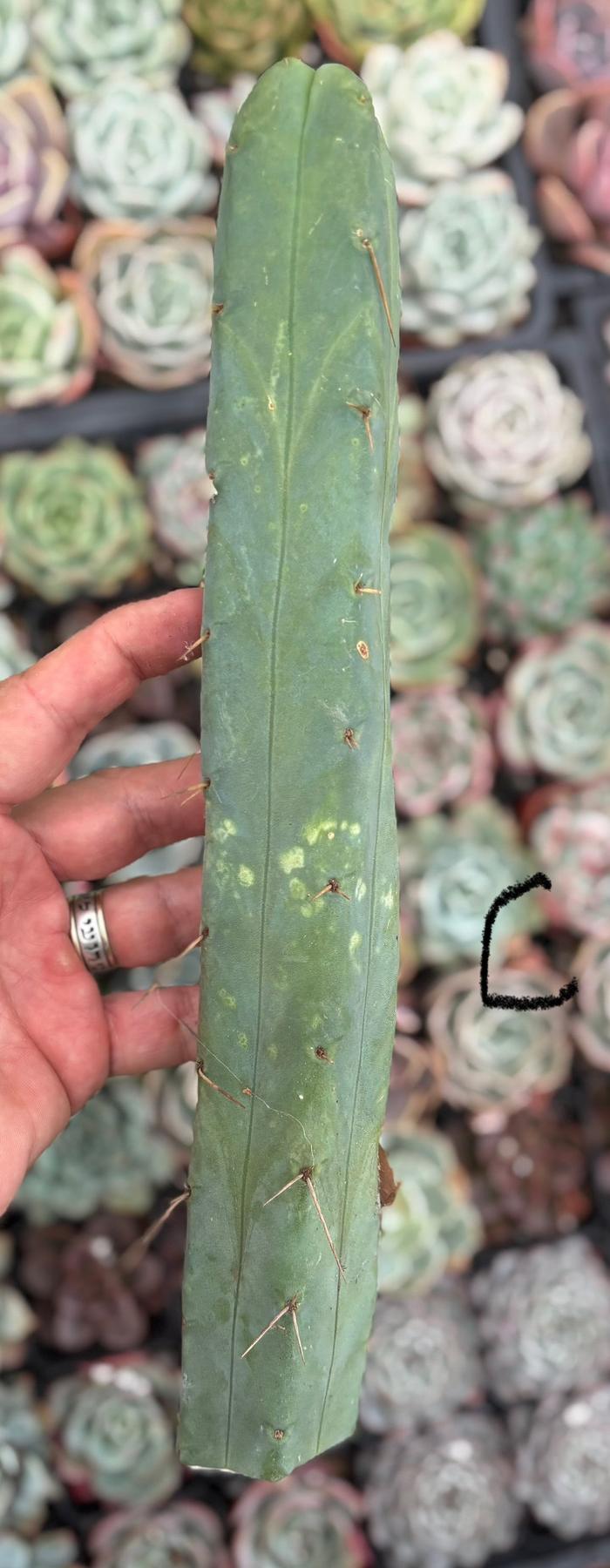 #EC09 Trichocereus "Jiimz” Four Rib Wind Bridgesii Cactus Specimens-Cactus - Large - Exact-The Succulent Source