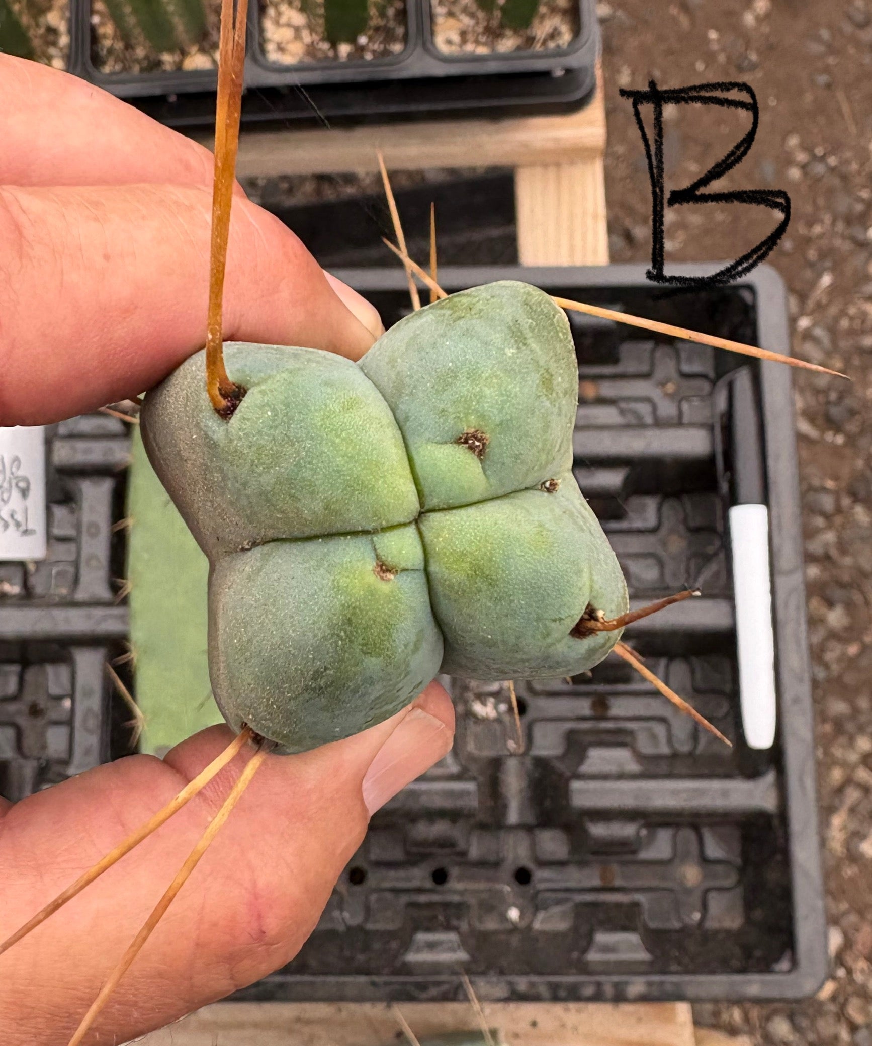 #EC09 Trichocereus "Jiimz” Four Rib Wind Bridgesii Cactus Specimens-Cactus - Large - Exact-The Succulent Source