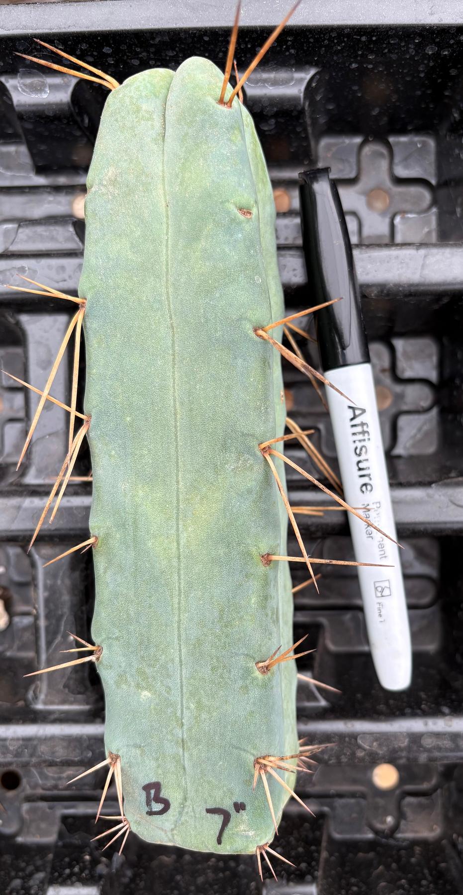 #EC09 Trichocereus "Jiimz” Four Rib Wind Bridgesii Cactus Specimens-Cactus - Large - Exact-The Succulent Source