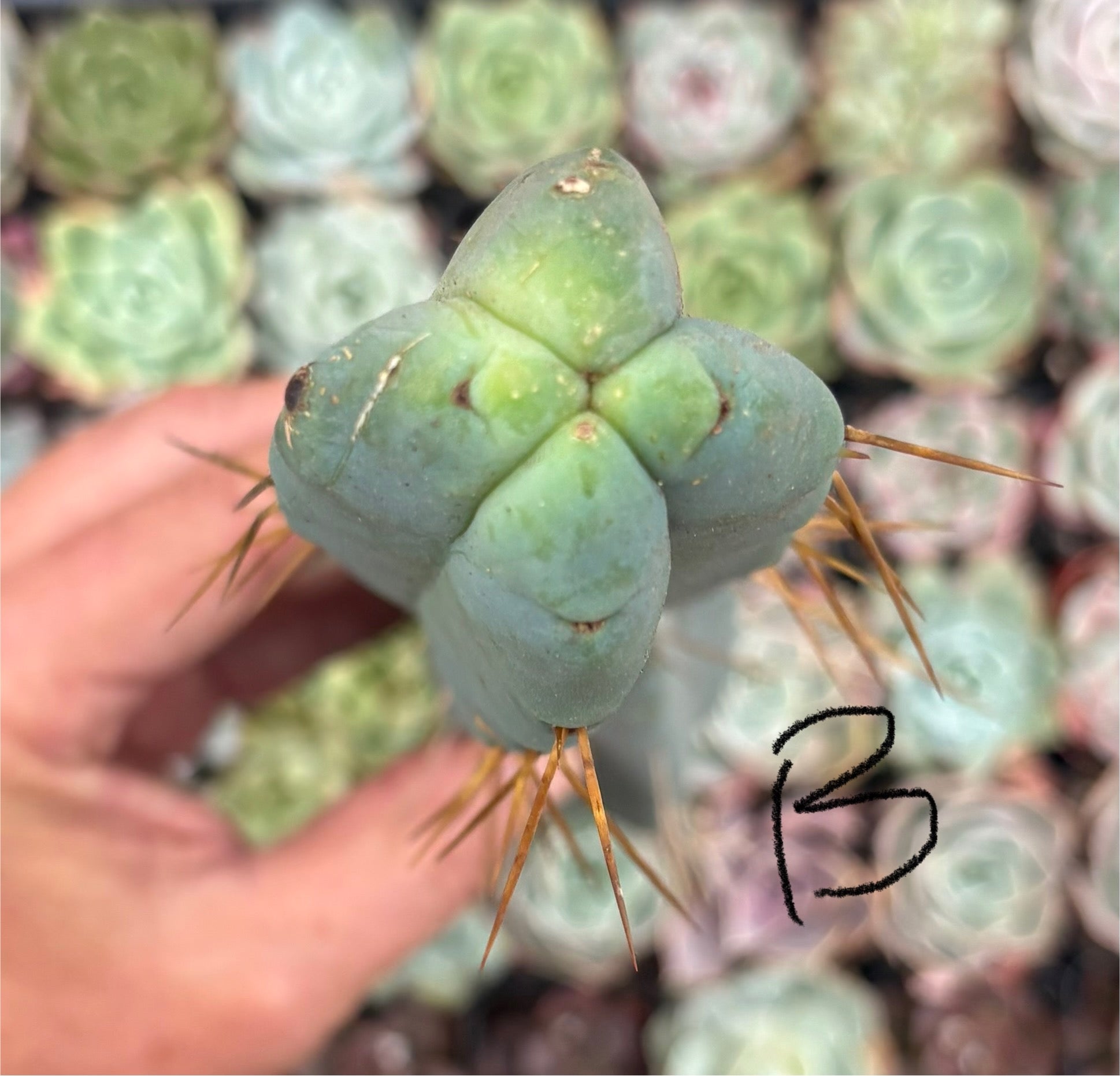 #EC09 Trichocereus "Jiimz” Four Rib Wind Bridgesii Cactus Specimens-Cactus - Large - Exact-The Succulent Source