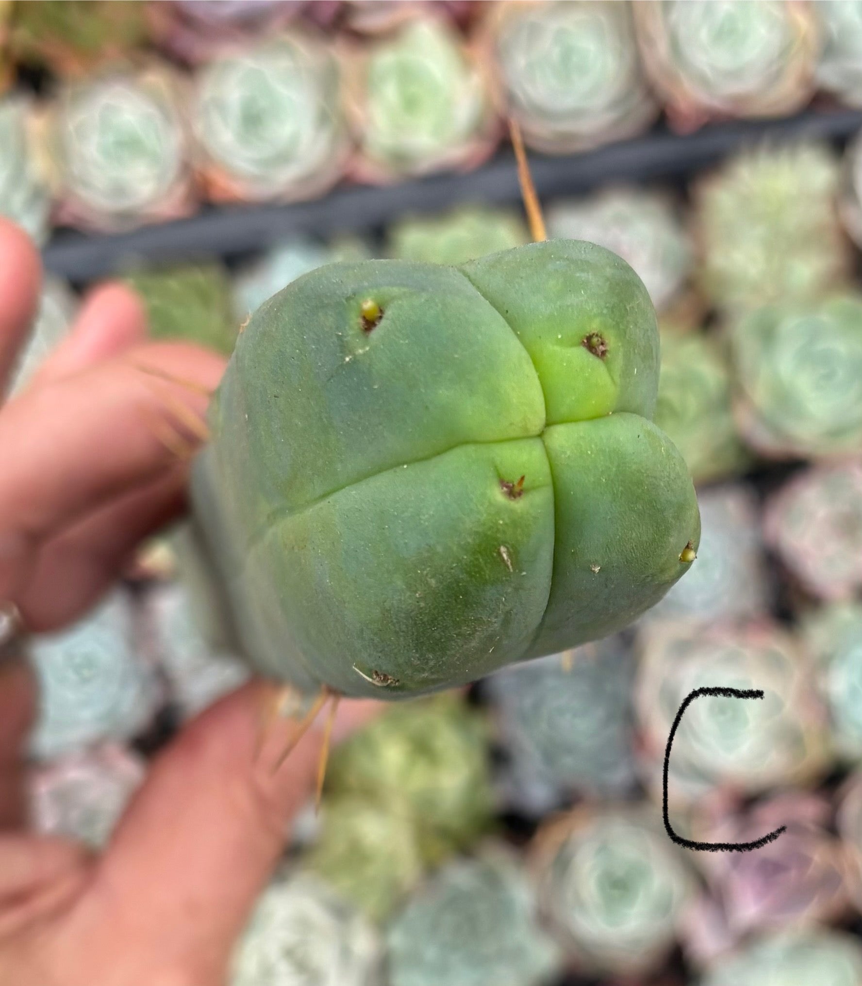 #EC09 Trichocereus "Jiimz” Four Rib Wind Bridgesii Cactus Specimens-Cactus - Large - Exact-The Succulent Source