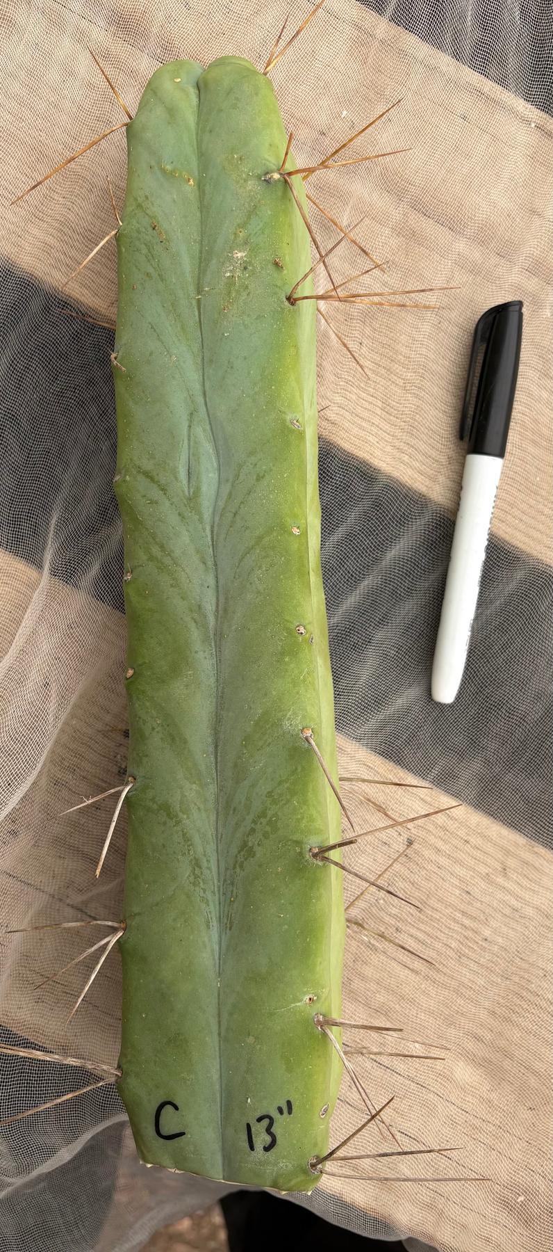 #EC09 Trichocereus "Jiimz” Four Rib Wind Bridgesii Cactus Specimens-Cactus - Large - Exact-The Succulent Source