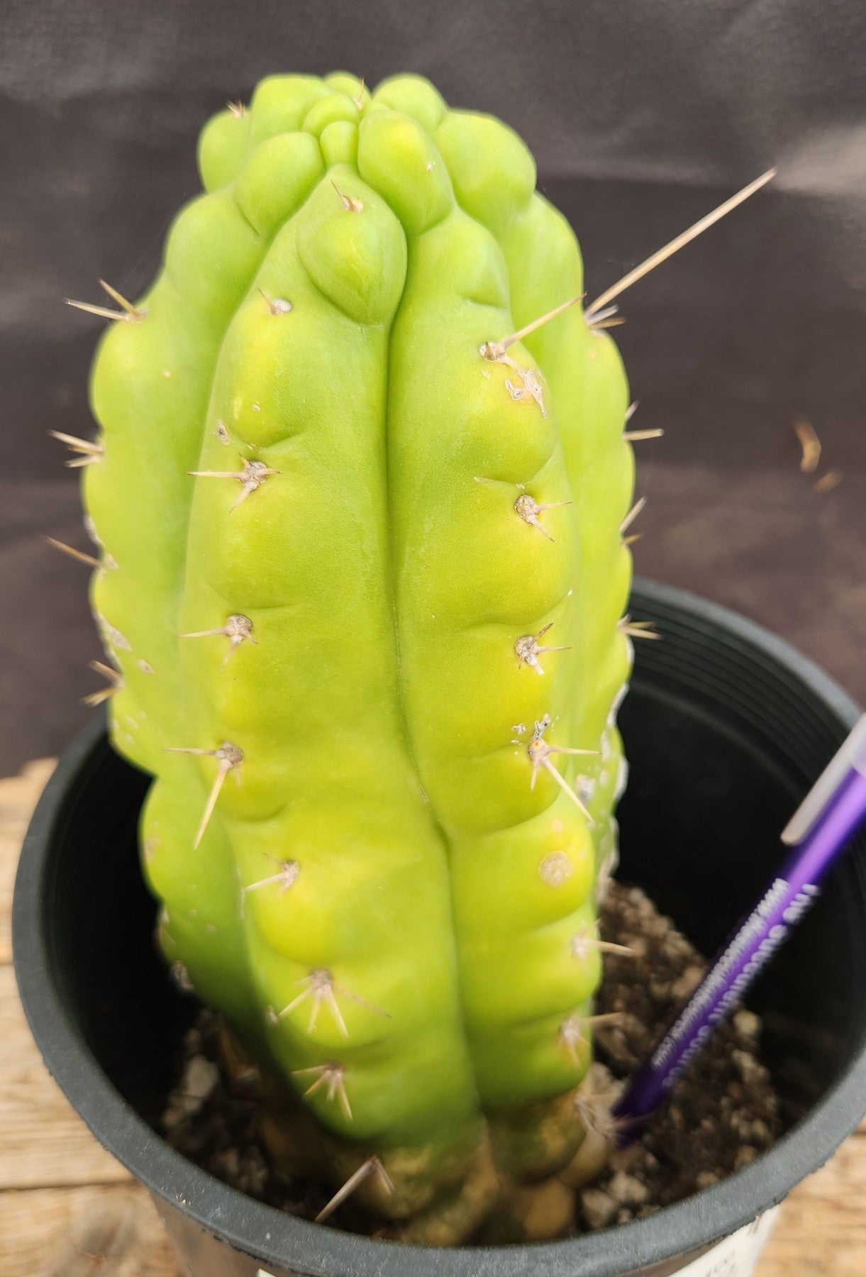 #EC10 EXACT Trichocereus Pachanoi Monstrose Cactus 9"-Cactus - Large - Exact-The Succulent Source