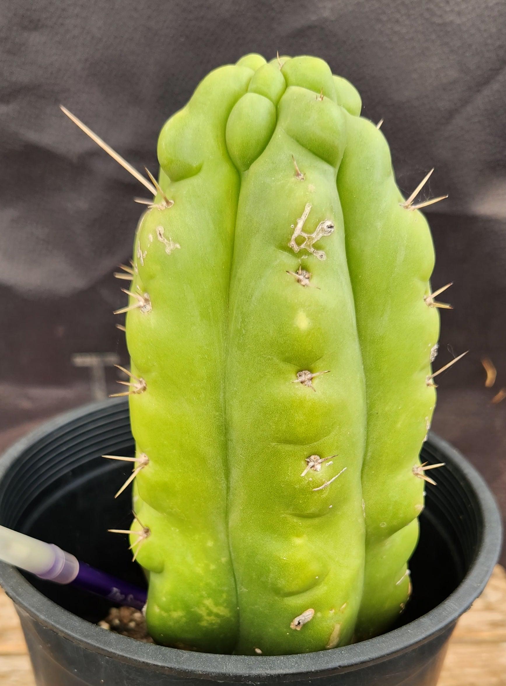 #EC10 EXACT Trichocereus Pachanoi Monstrose Cactus 9"-Cactus - Large - Exact-The Succulent Source