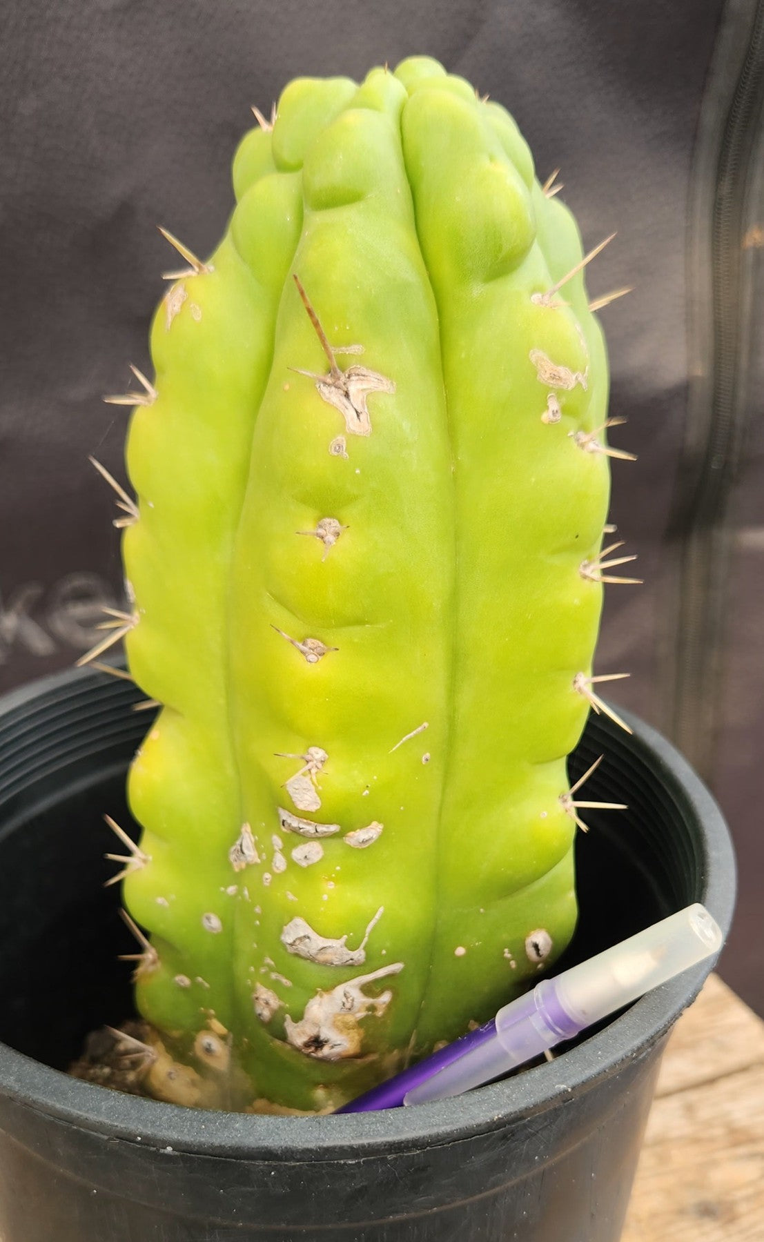 #EC10 EXACT Trichocereus Pachanoi Monstrose Cactus 9"-Cactus - Large - Exact-The Succulent Source