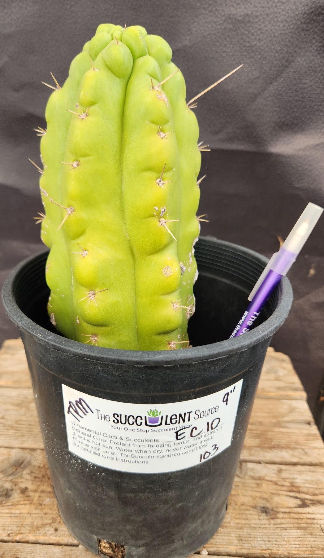 #EC10 EXACT Trichocereus Pachanoi Monstrose Cactus 9"-Cactus - Large - Exact-The Succulent Source